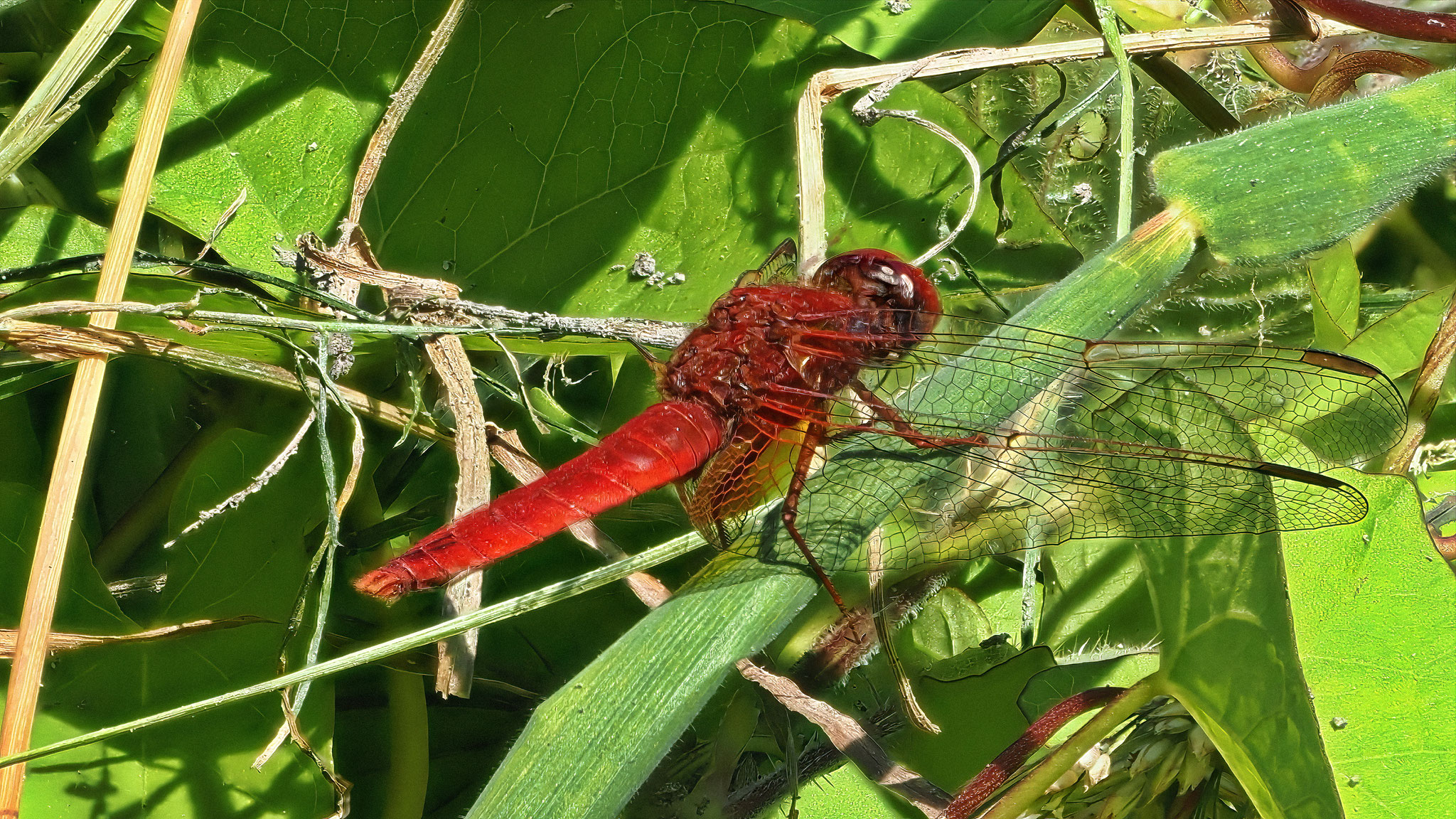 Feuerlibelle (Crocothemis erythraea)
