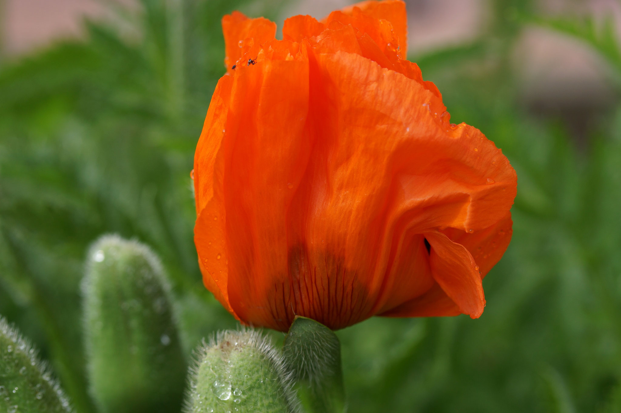 Blütenpracht im Garten