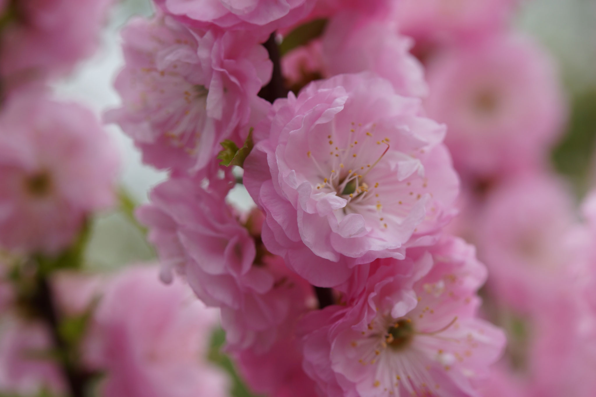 Frühling im Garten