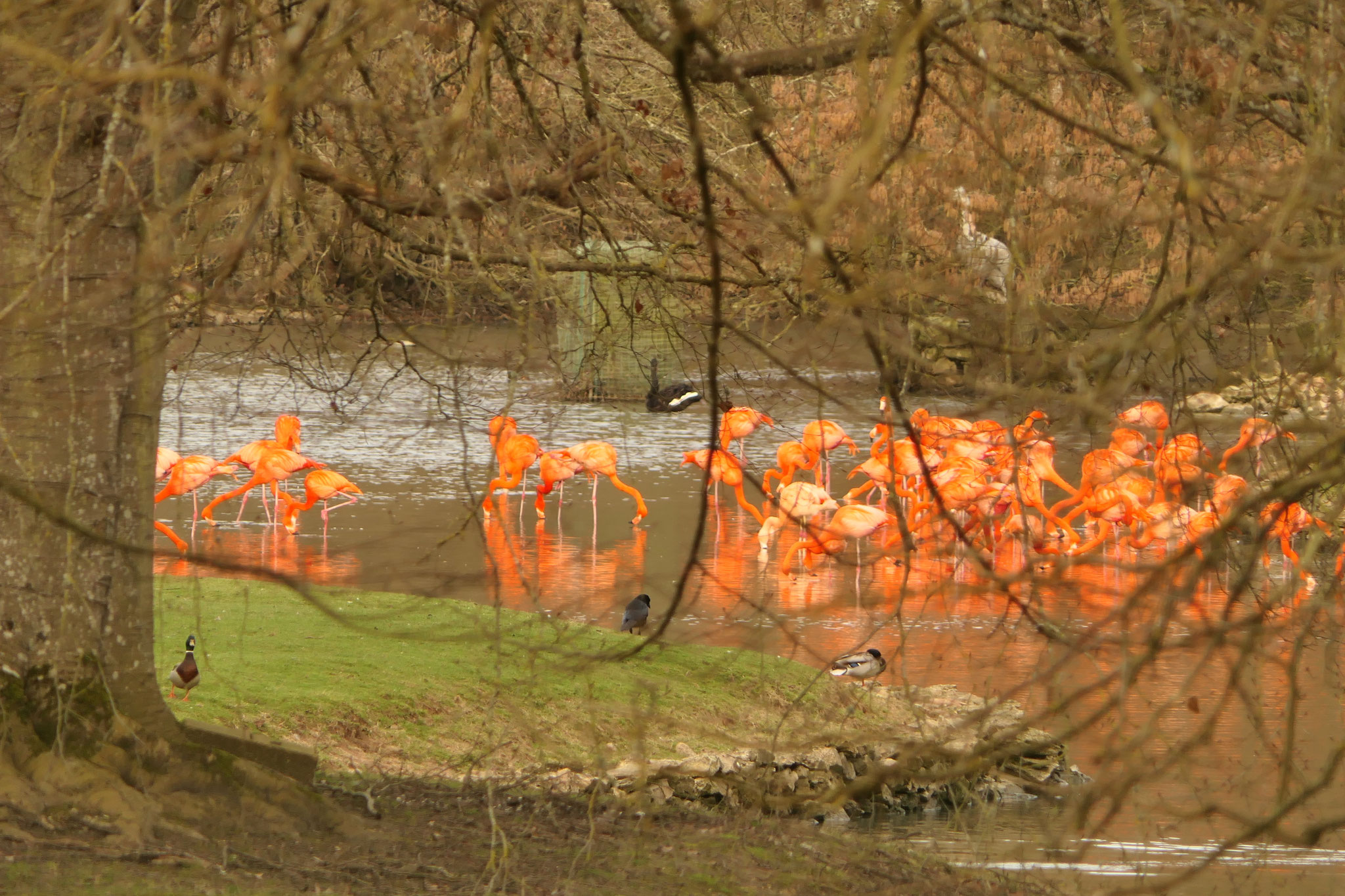 Les flamants roses du château de Sauvage