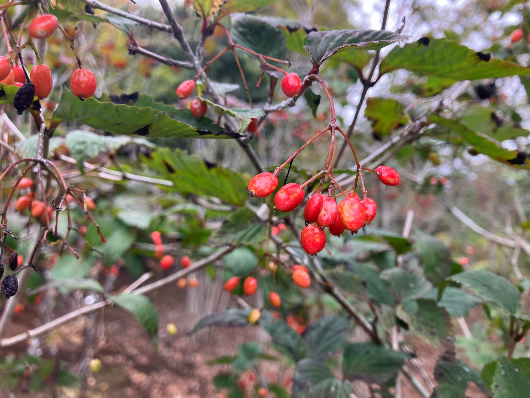 オトコヨウゾメ