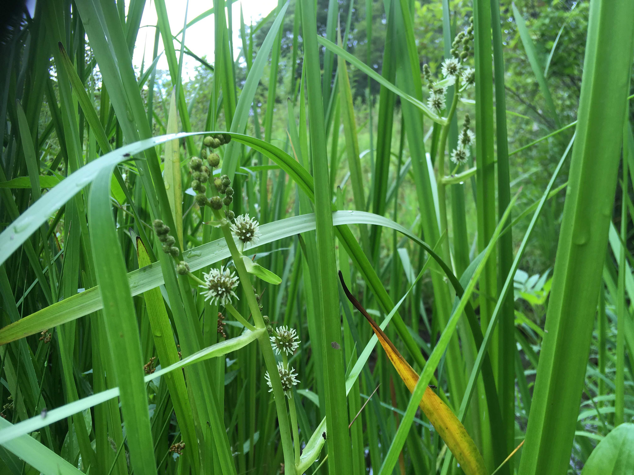 ミクリ（実栗）