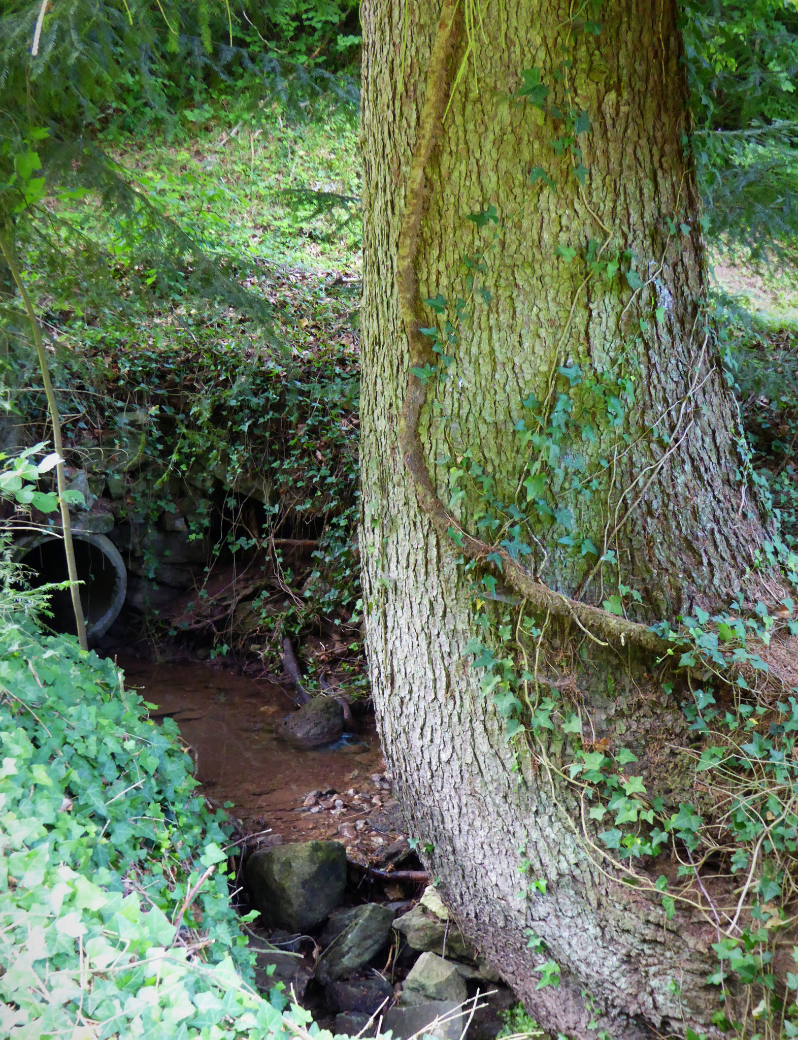 Die Hüterin des Wassers...