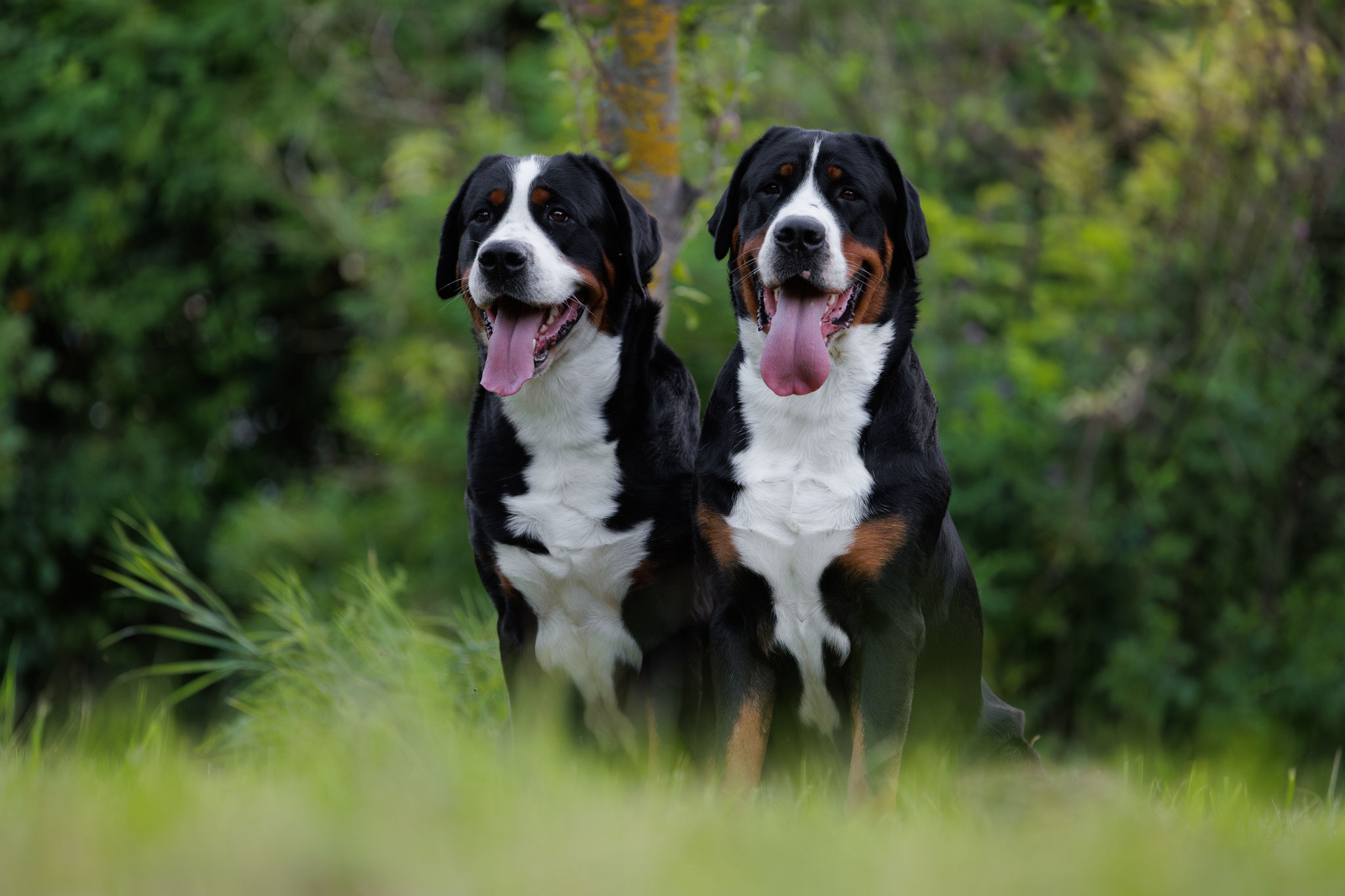 SANIJA (Solmebos Sunshine) & BURKĀNS (Solmebos Sunburst)