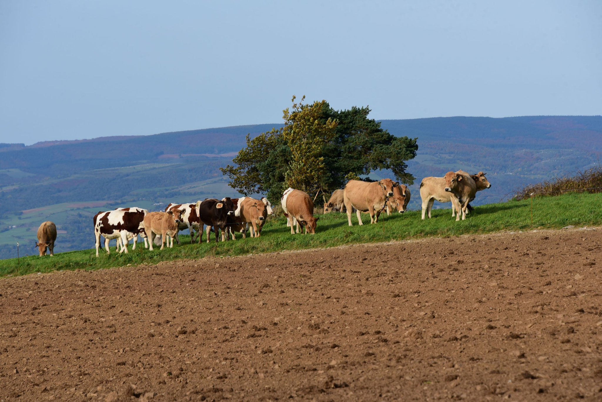 Troupeaux au long de la draille côté Aubrac
