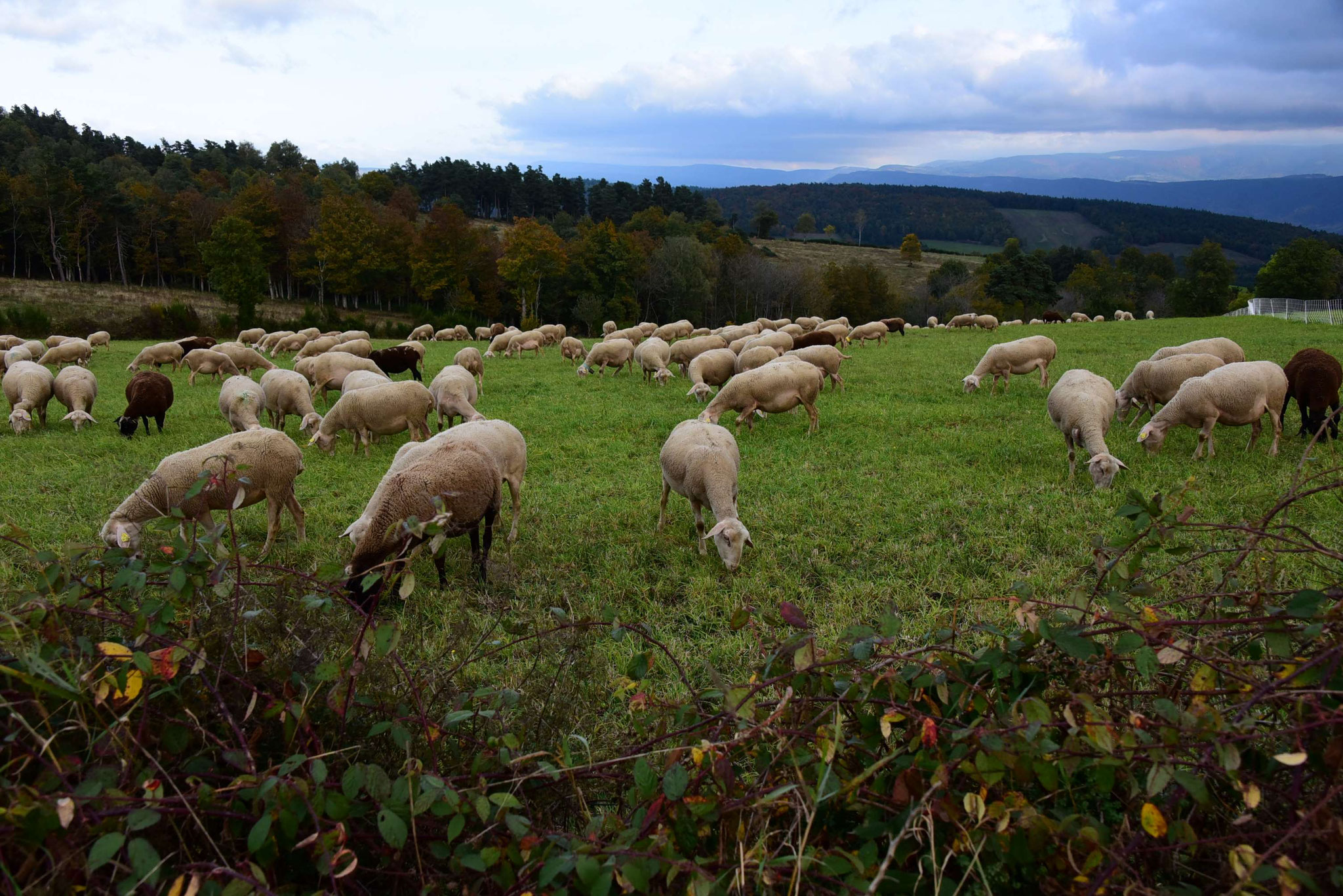 Troupeaux au long de la draille côté Viala Haut