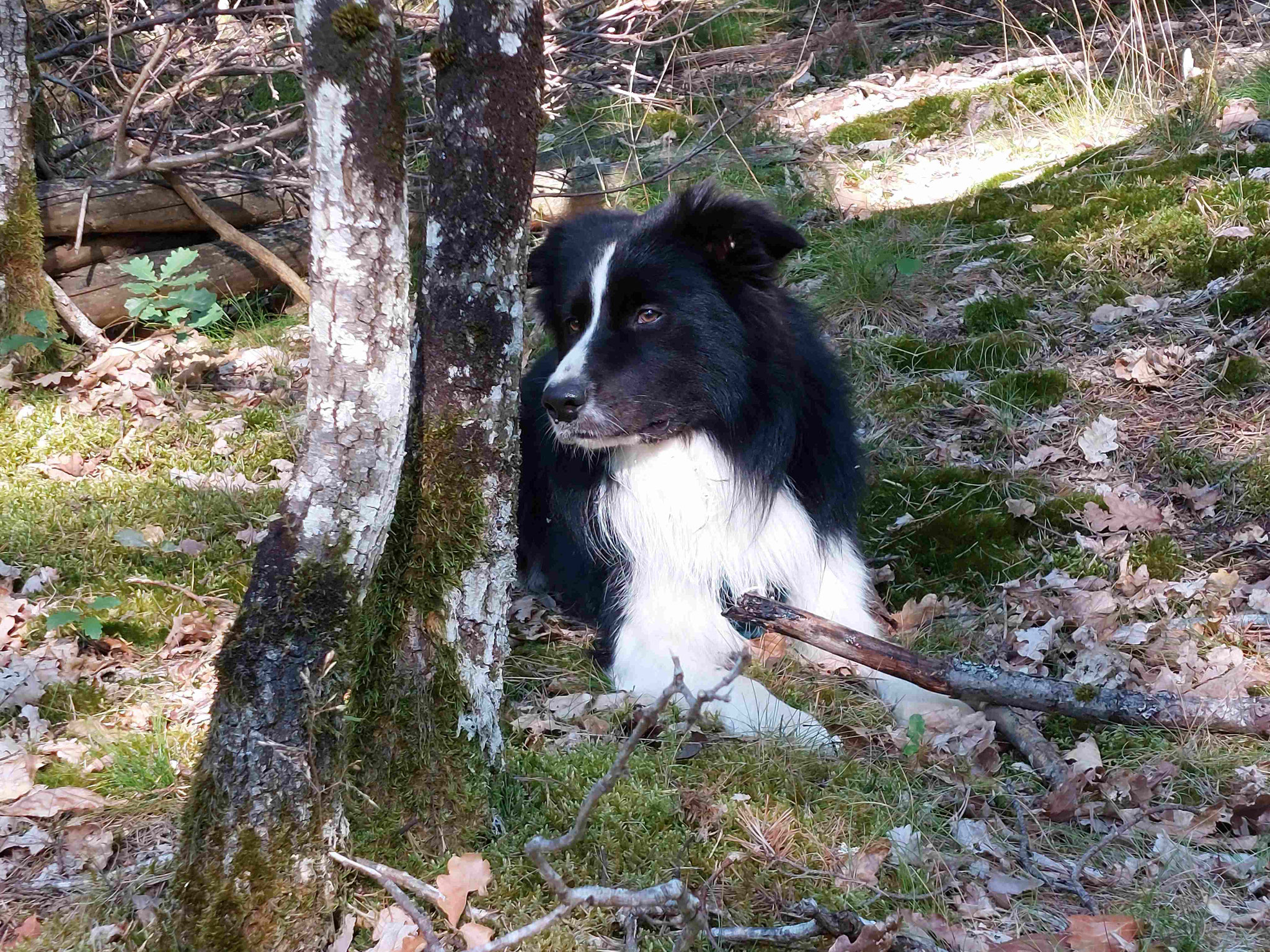 dans les bois