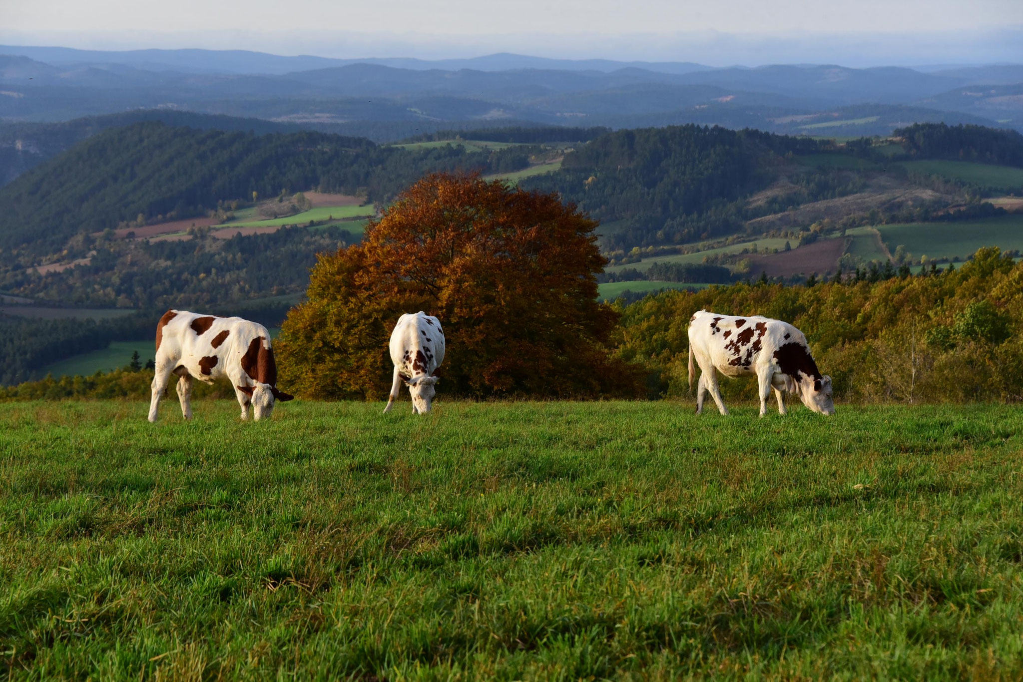 Troupeaux au long de la draille côté Pierrefiche