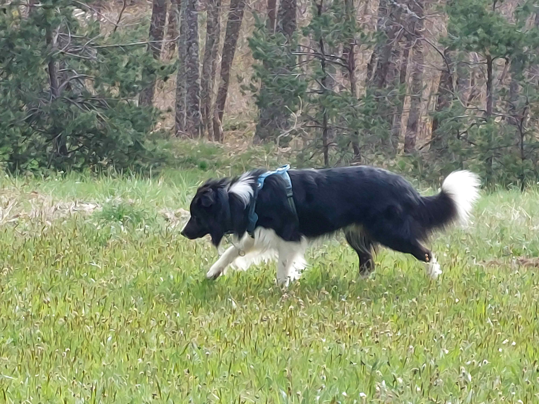 à pas de loup