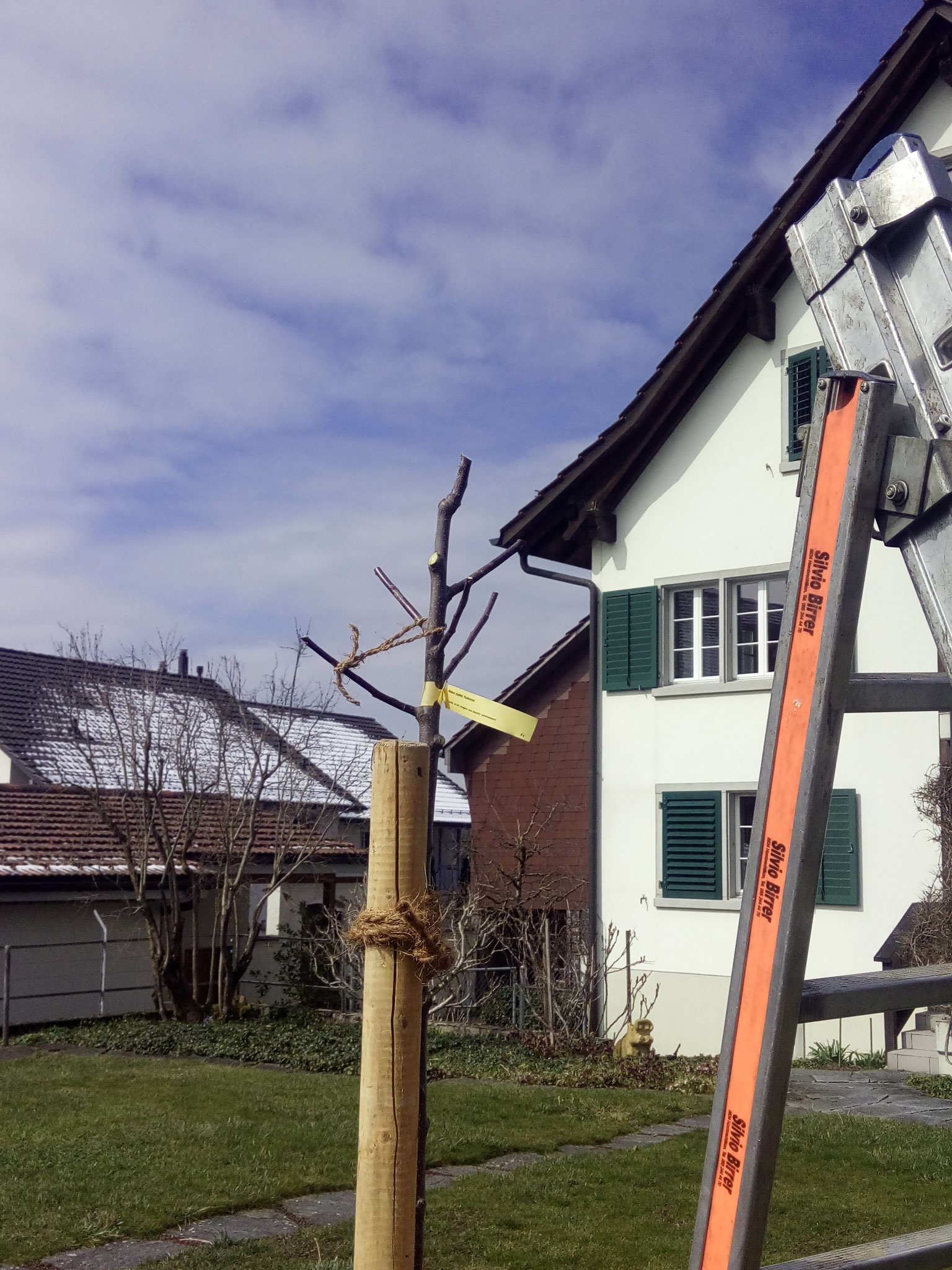 Baum nach Pflanzschnitt