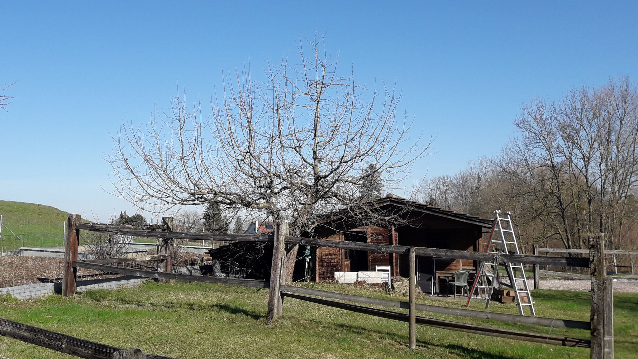 Stark wachsender Apfelbaum vor angepasstem Erhaltungsschnitt