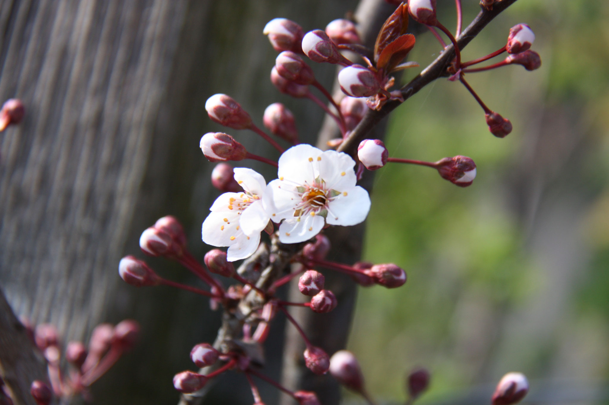 Blüte von Prunus Trailblazer