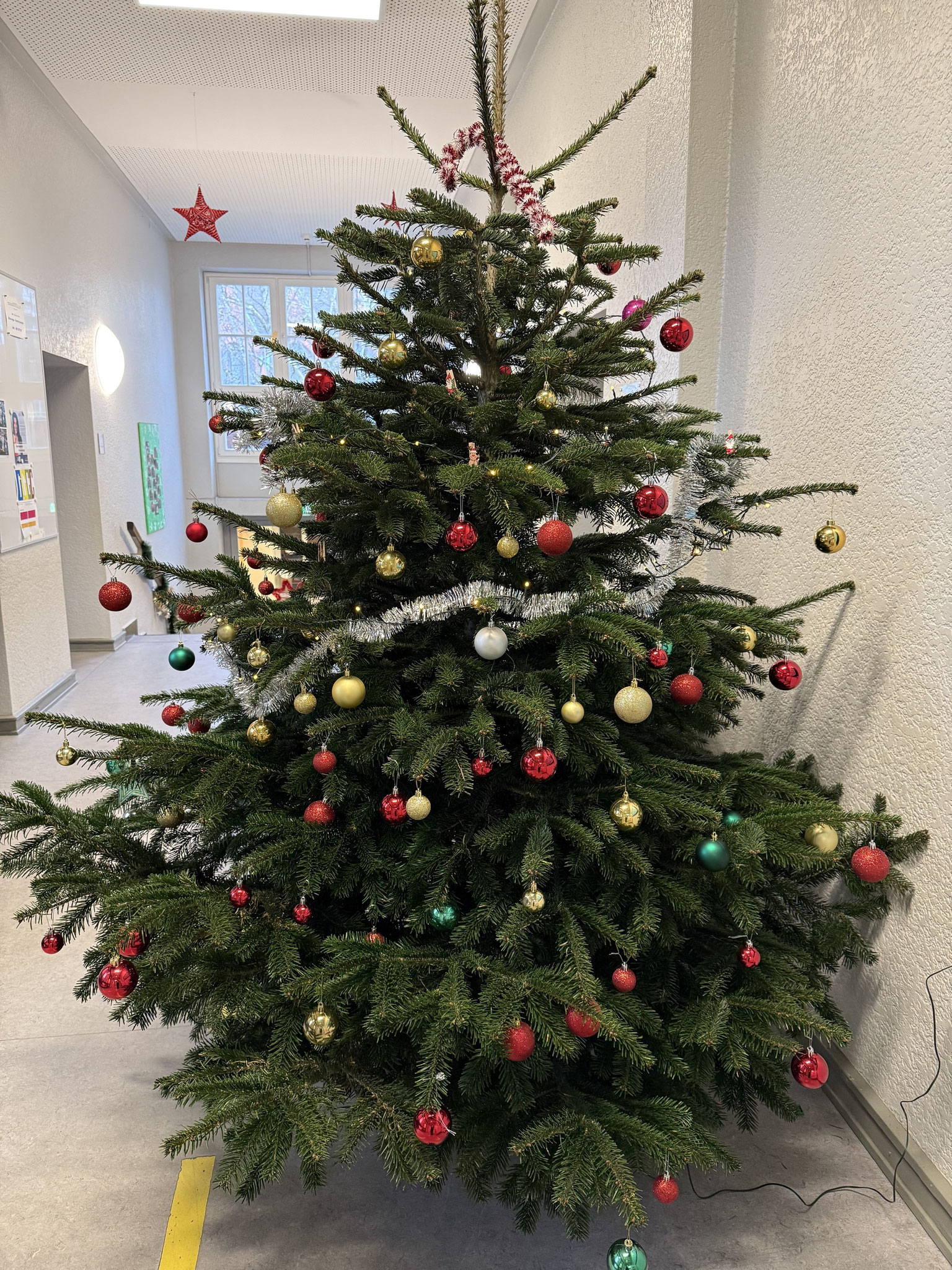 Traditionell besorgen wir auch den Schulweihnachtsbaum