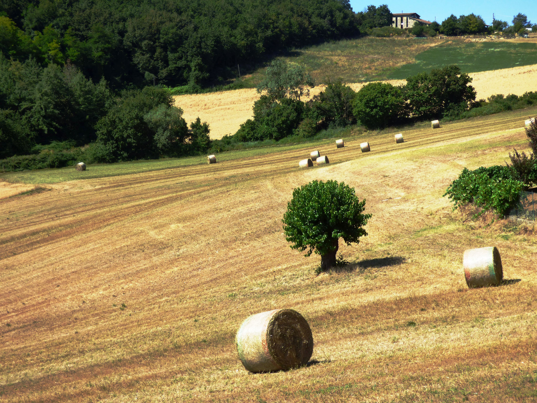 Pigazzano di Travo