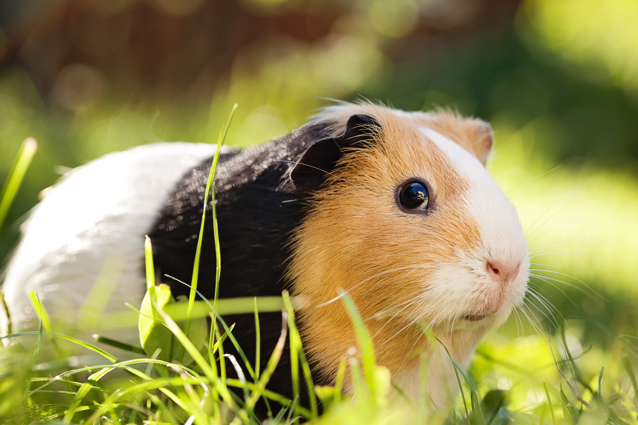 Meerschweinchen Photo: Depositphoto@Birute