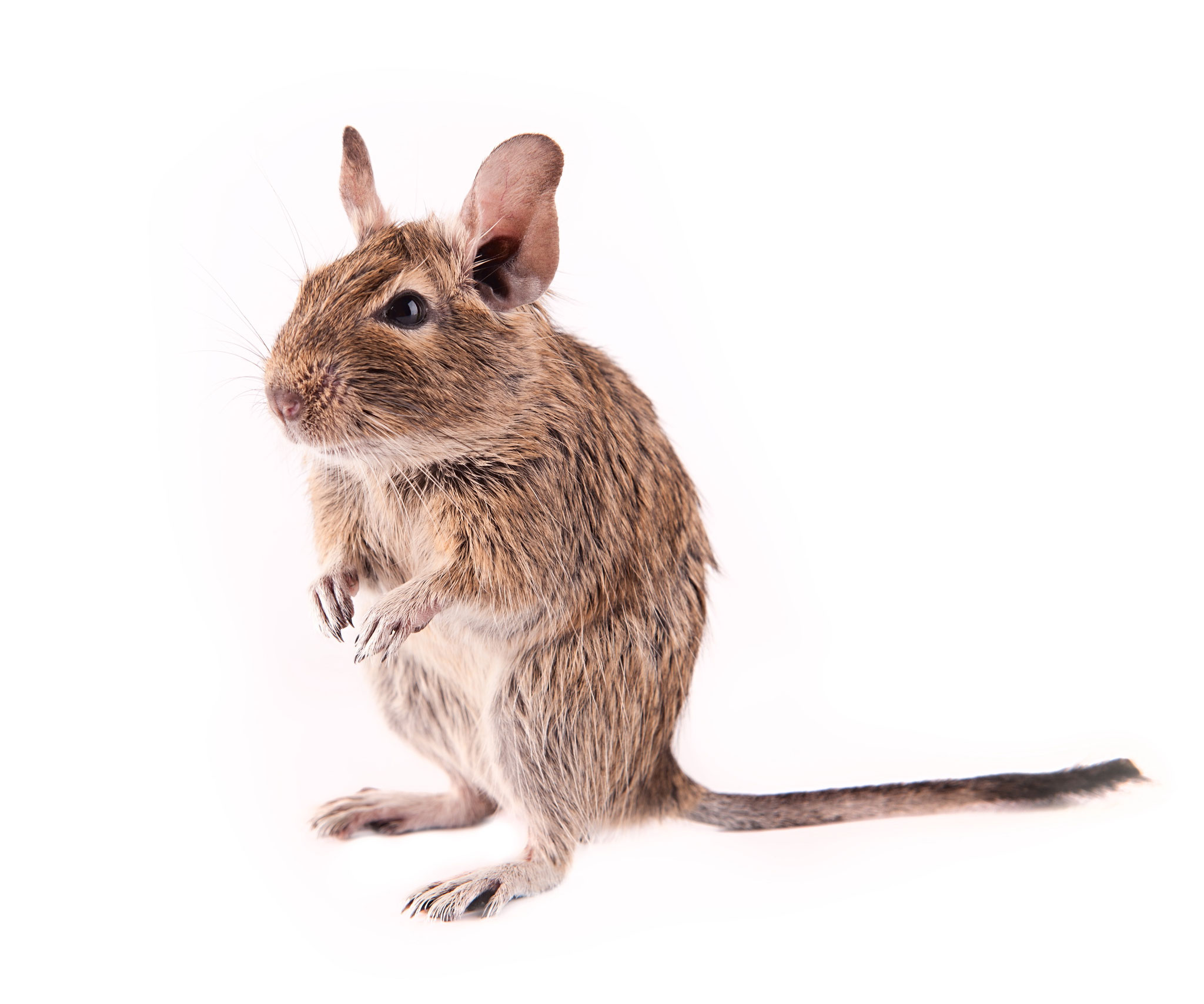 Degu Photo: Depositphoto@Huhli13