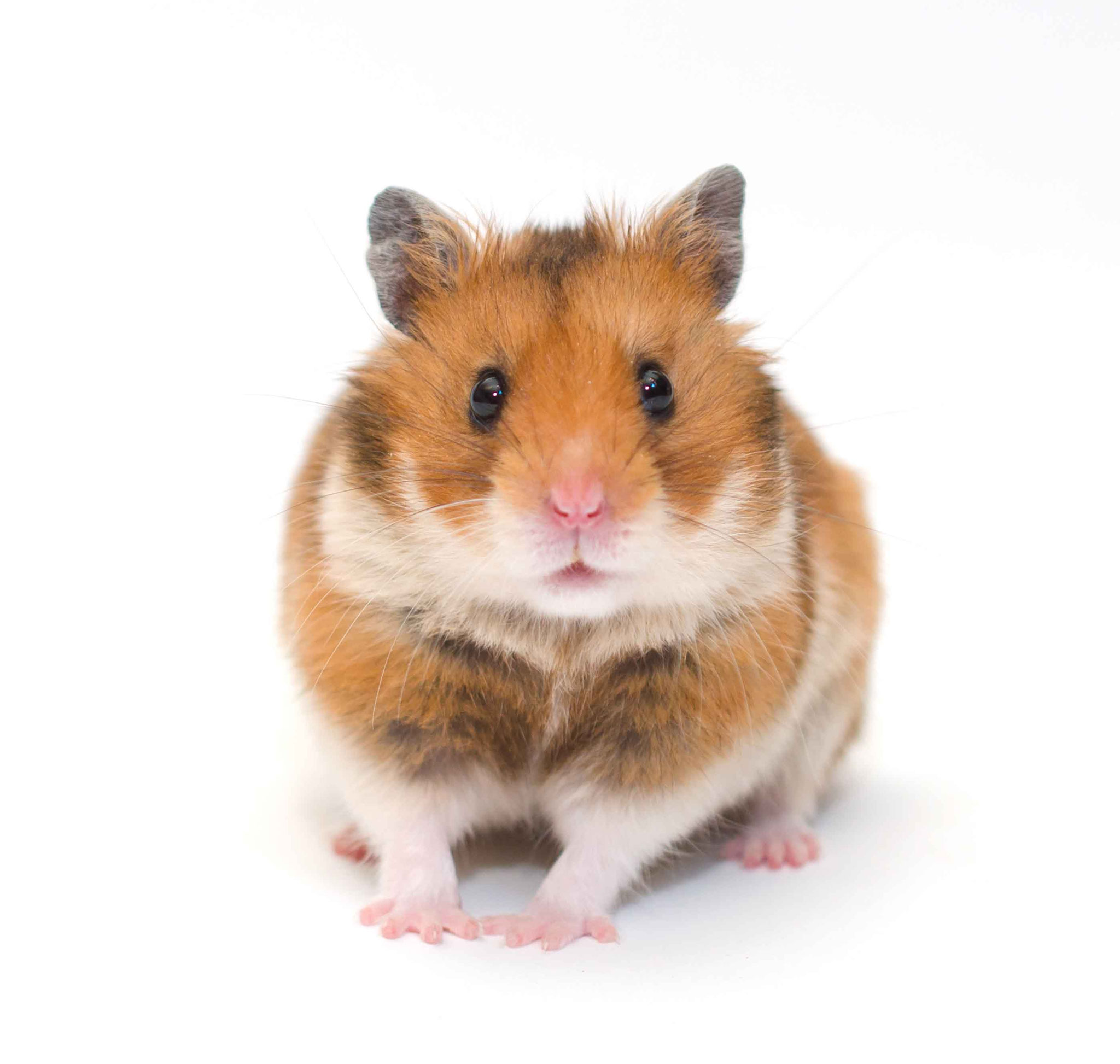 Goldhamster Photo: Depositphoto@kurashova