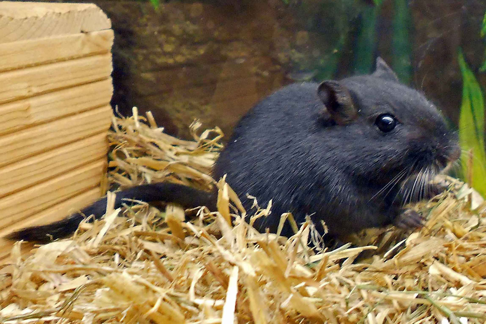 Mongolische Rennmaus Photo: B. Grendelmeier