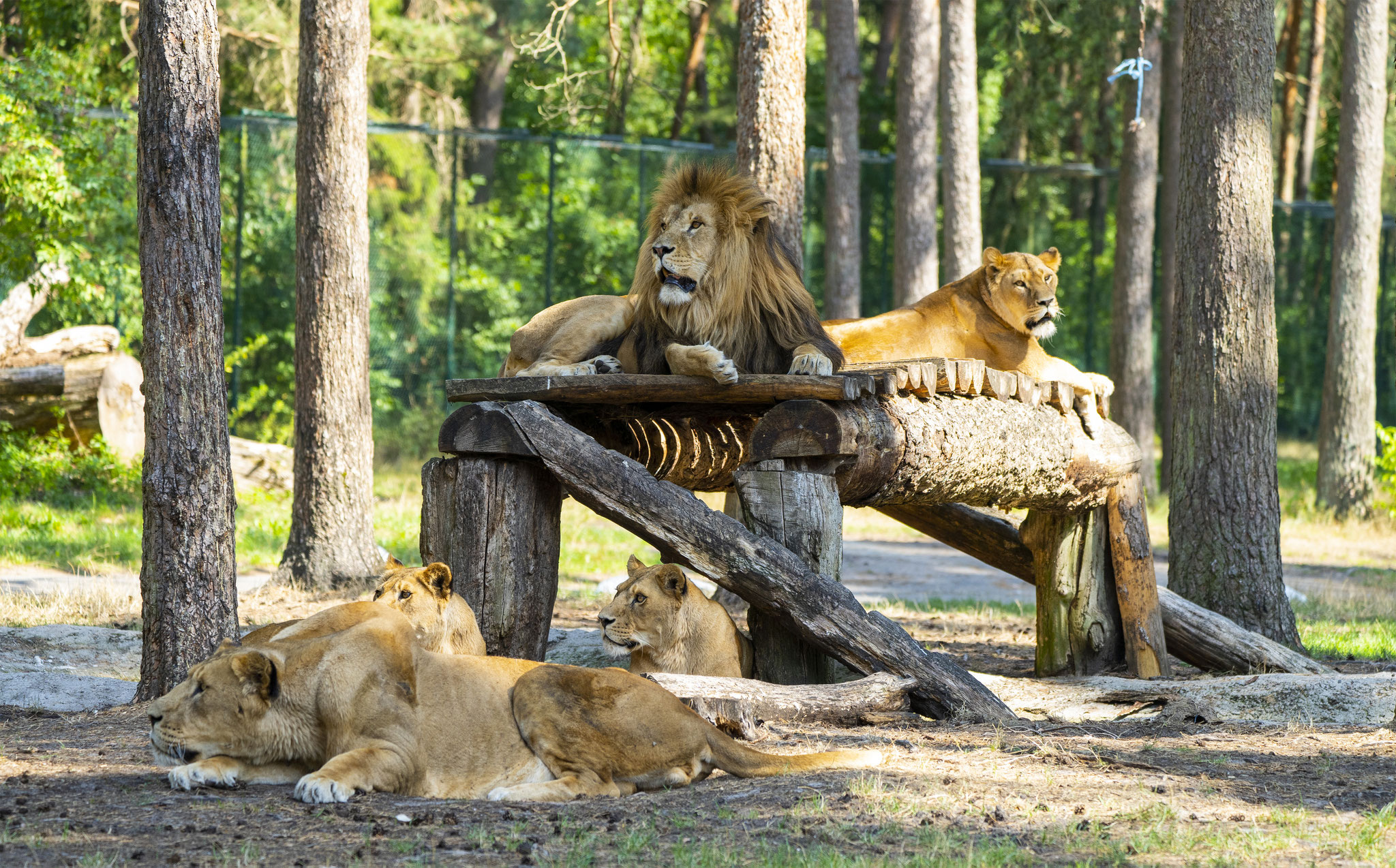 Bildquelle: Serengeti-Park Hodenhagen
