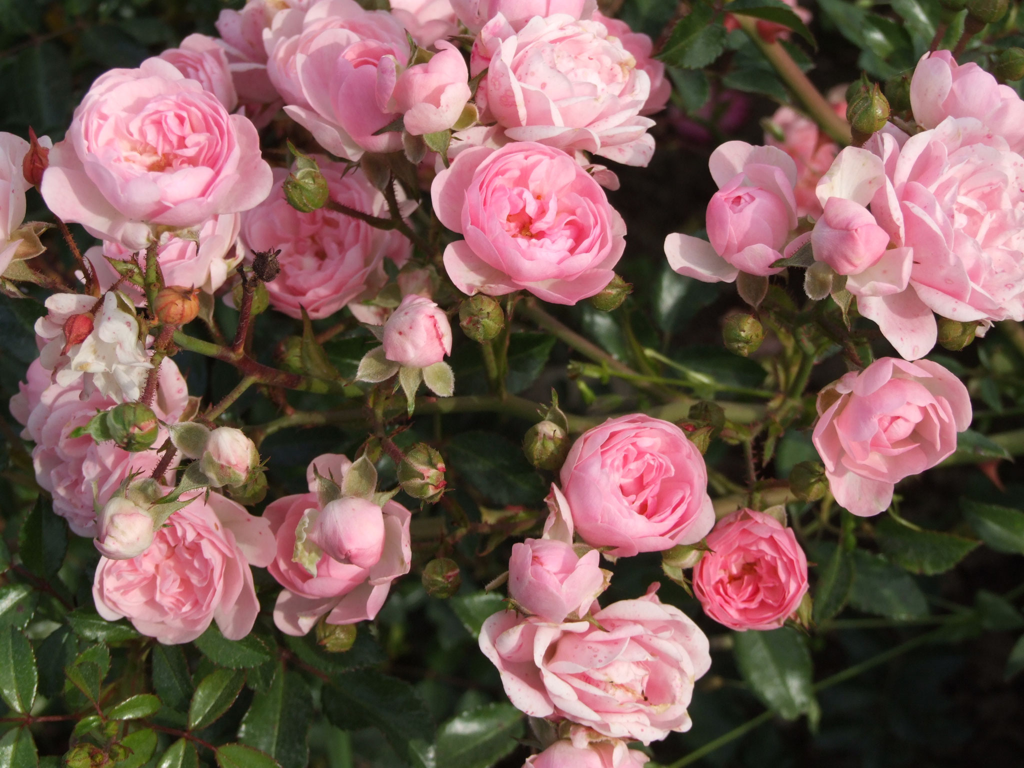 Sommermelodie - 60cm