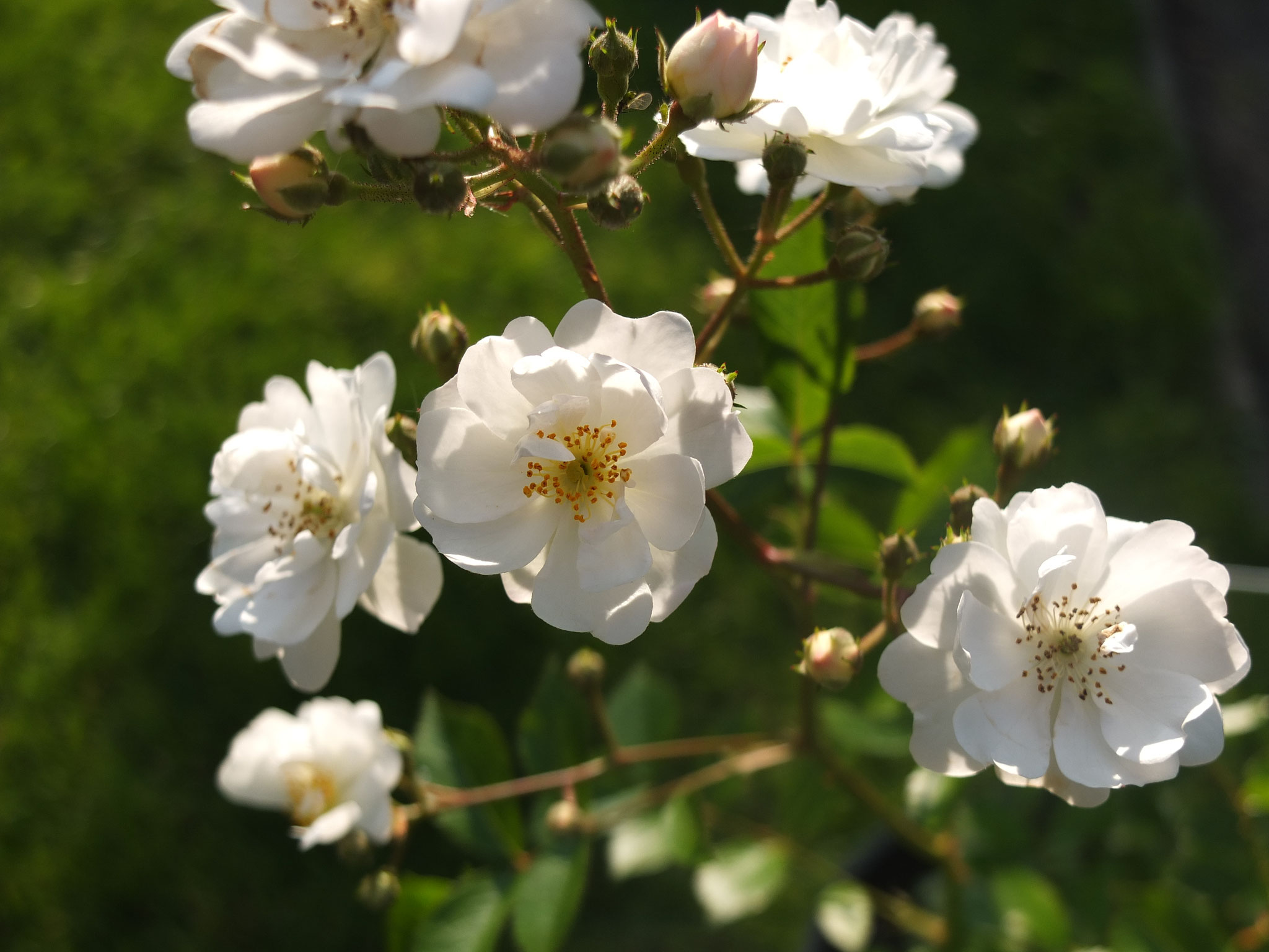 Guirlande d'Amour - Kletterrose  -3m