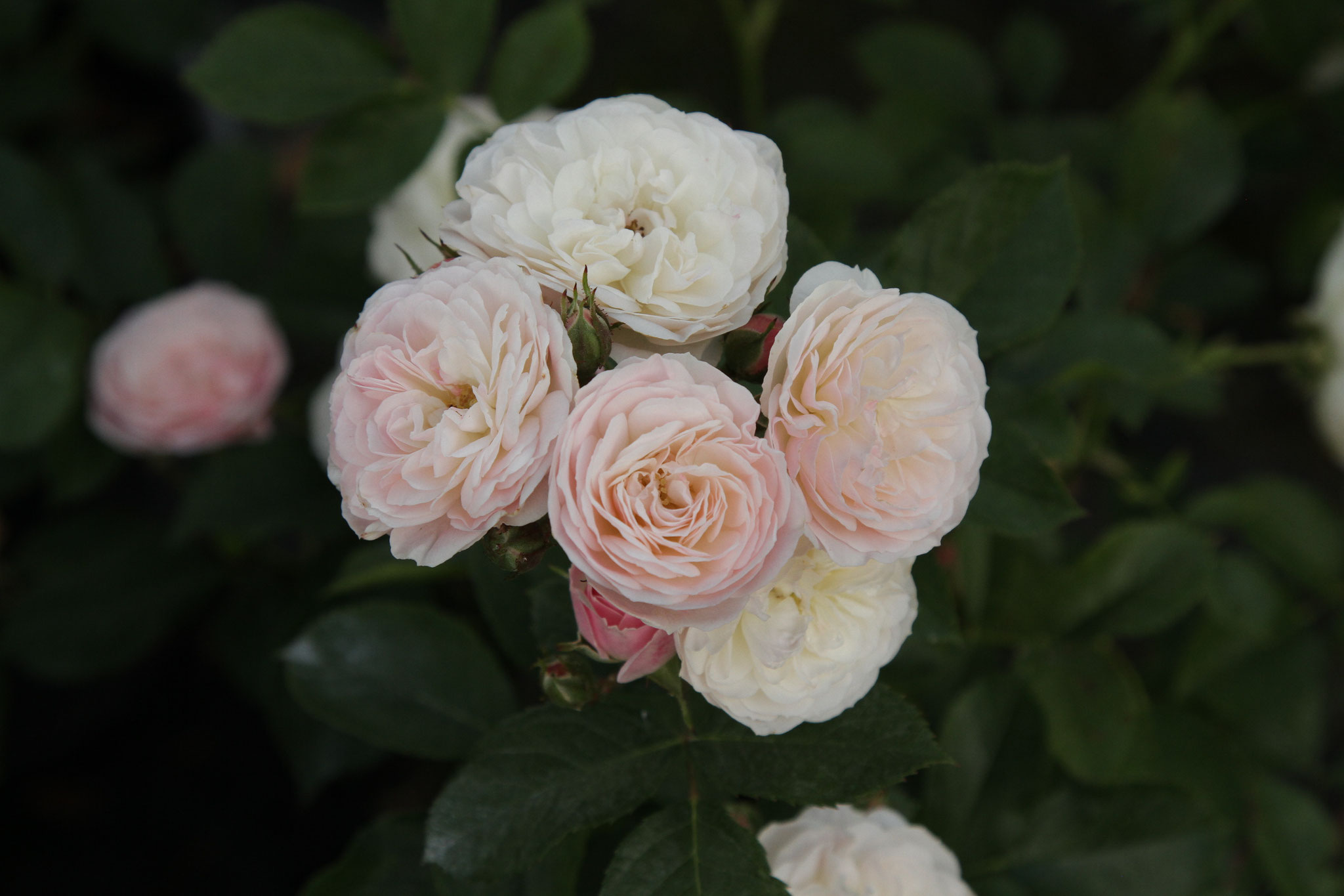 Bouquet Parfait - Strauchrose - 120cm