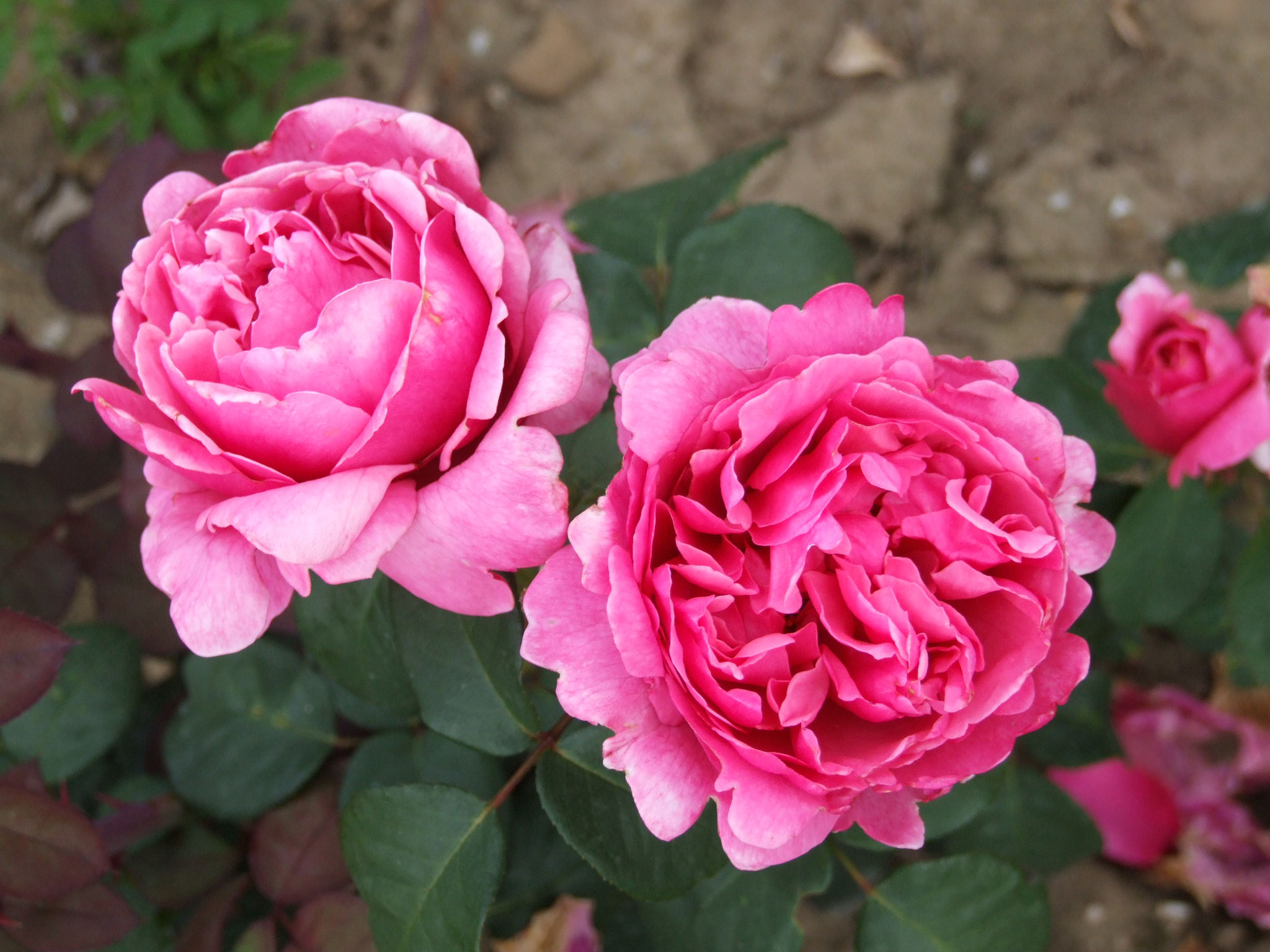 Elbflorenz - 1m (nicht zu heisser Standort)