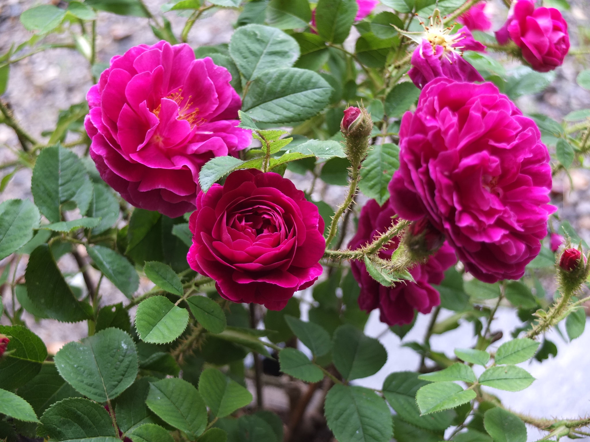 Henri Martin - 180cm