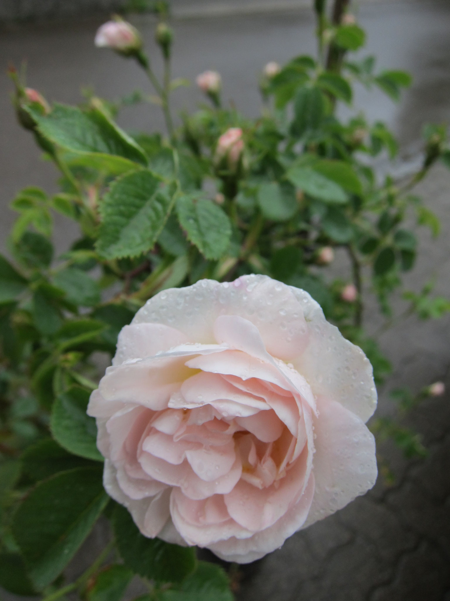 Königin Hortense - Historische Strauchrose - 150cm