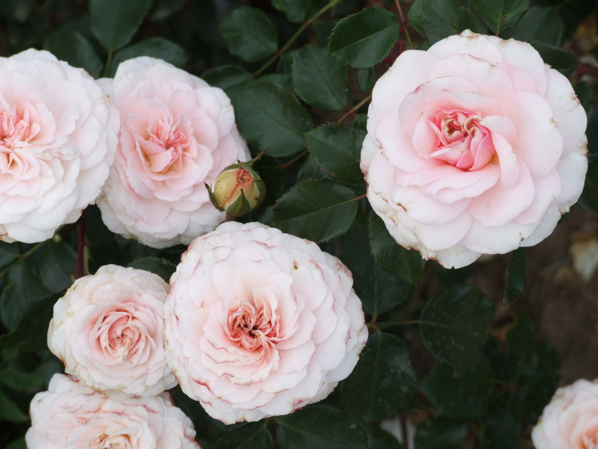 Bremer Stadtmusikanten - 170cm