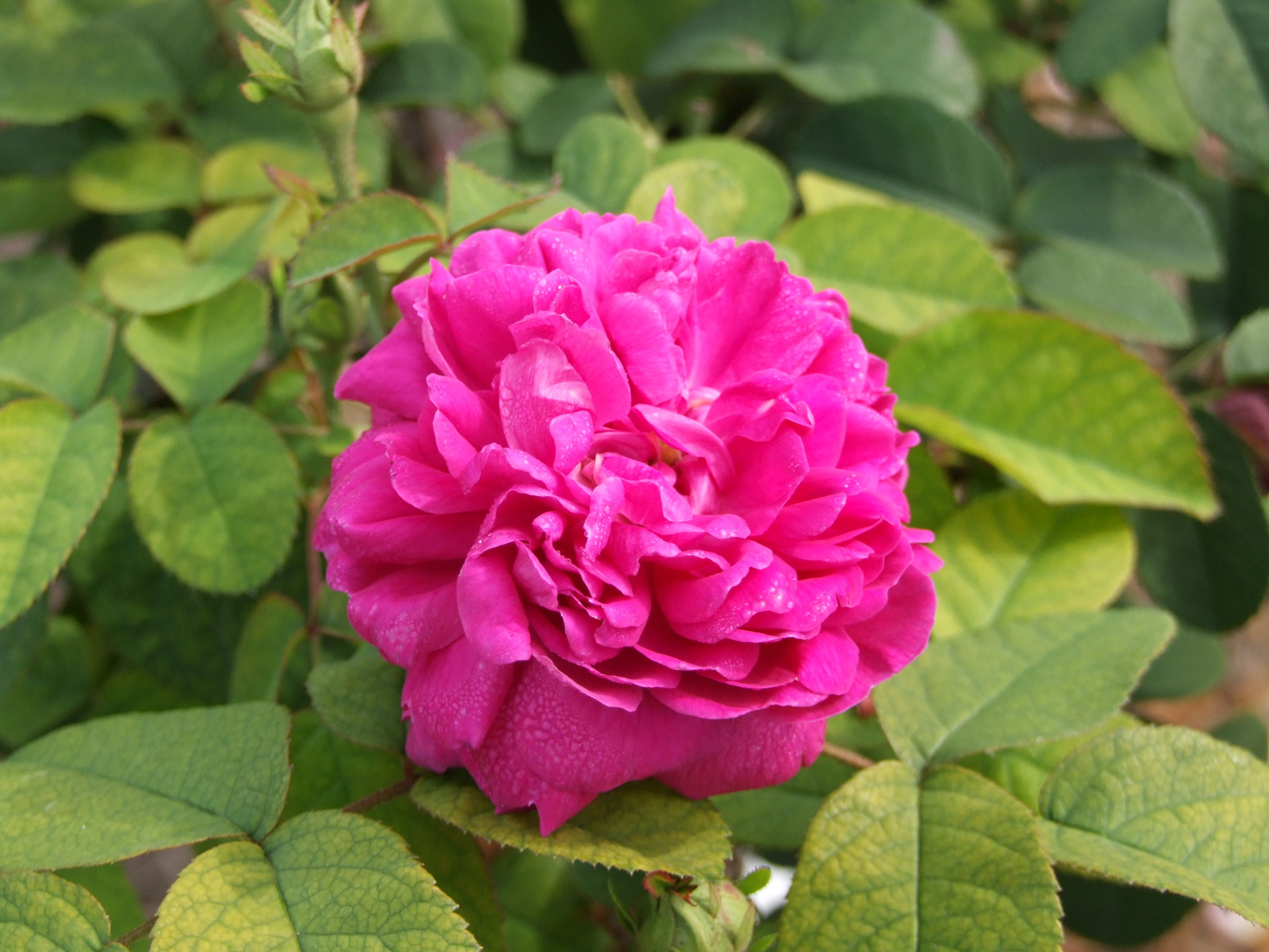 Rose de Resht - 120cm