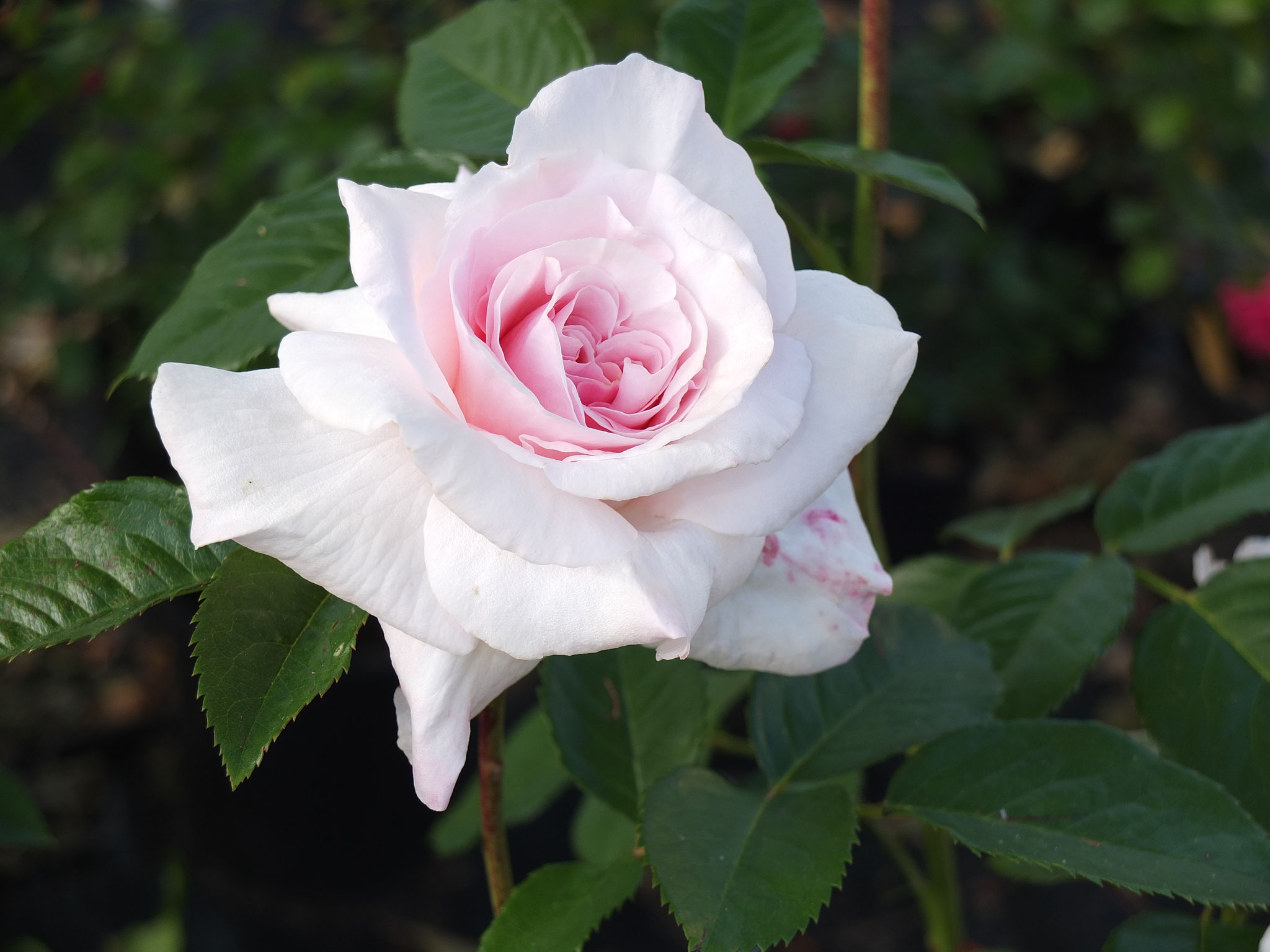 Graciosa - Kletterrose -3m