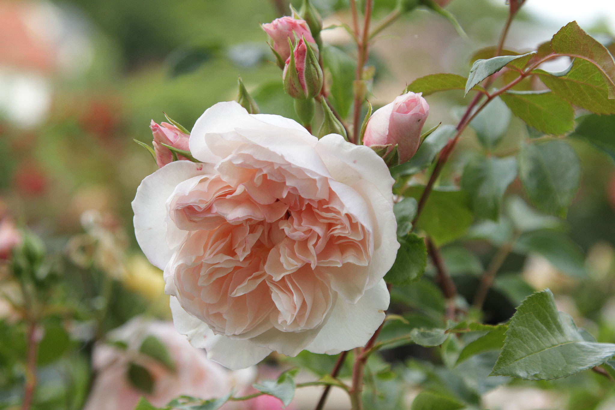 The Generous Gardener