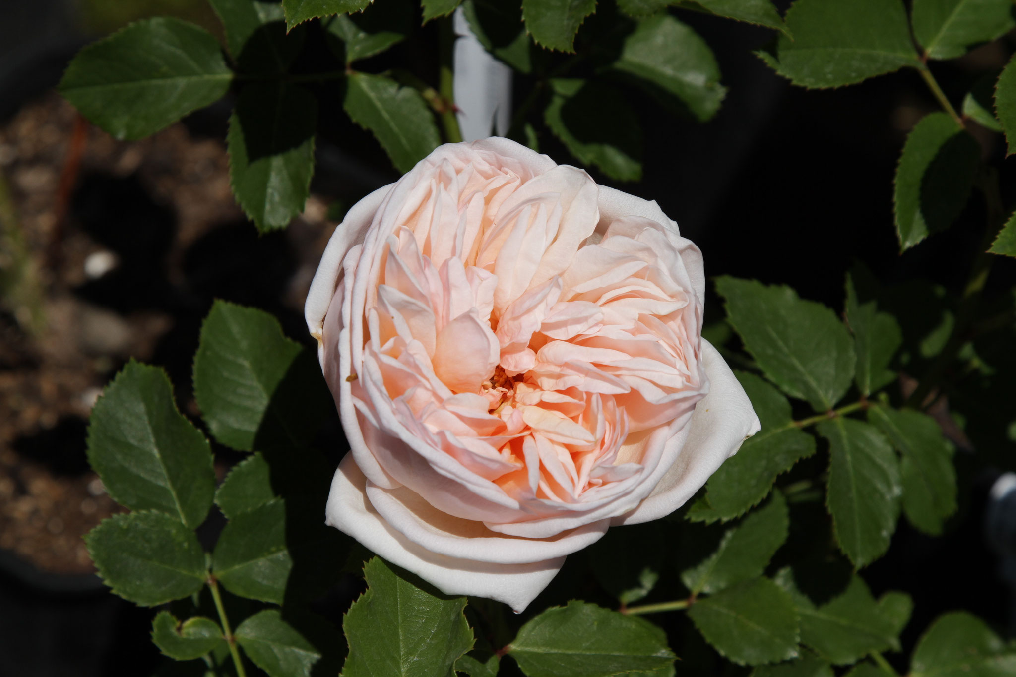 Alexandrine - Edelrose -120cm