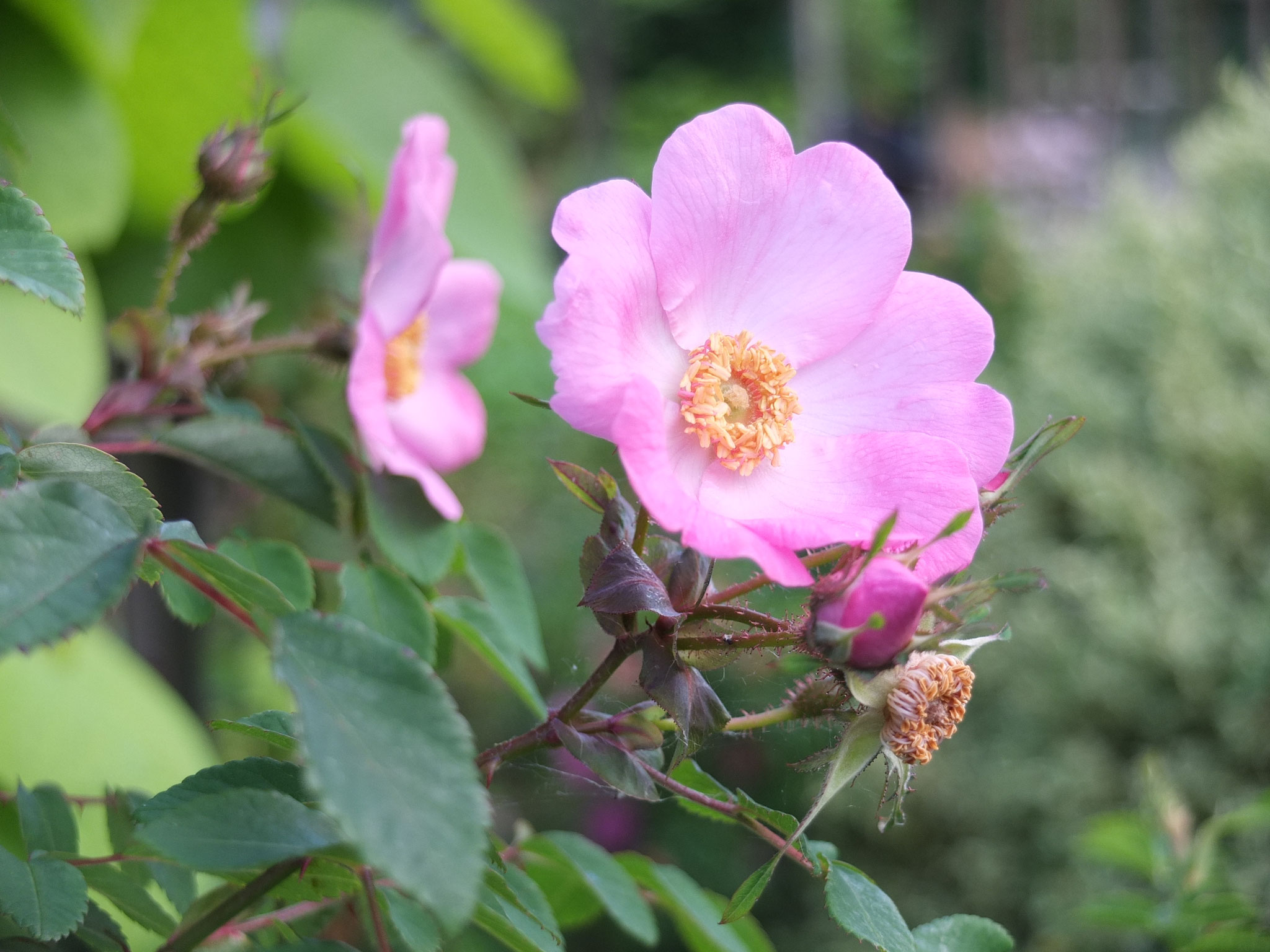 Rosa davidii Fenjia - 2m