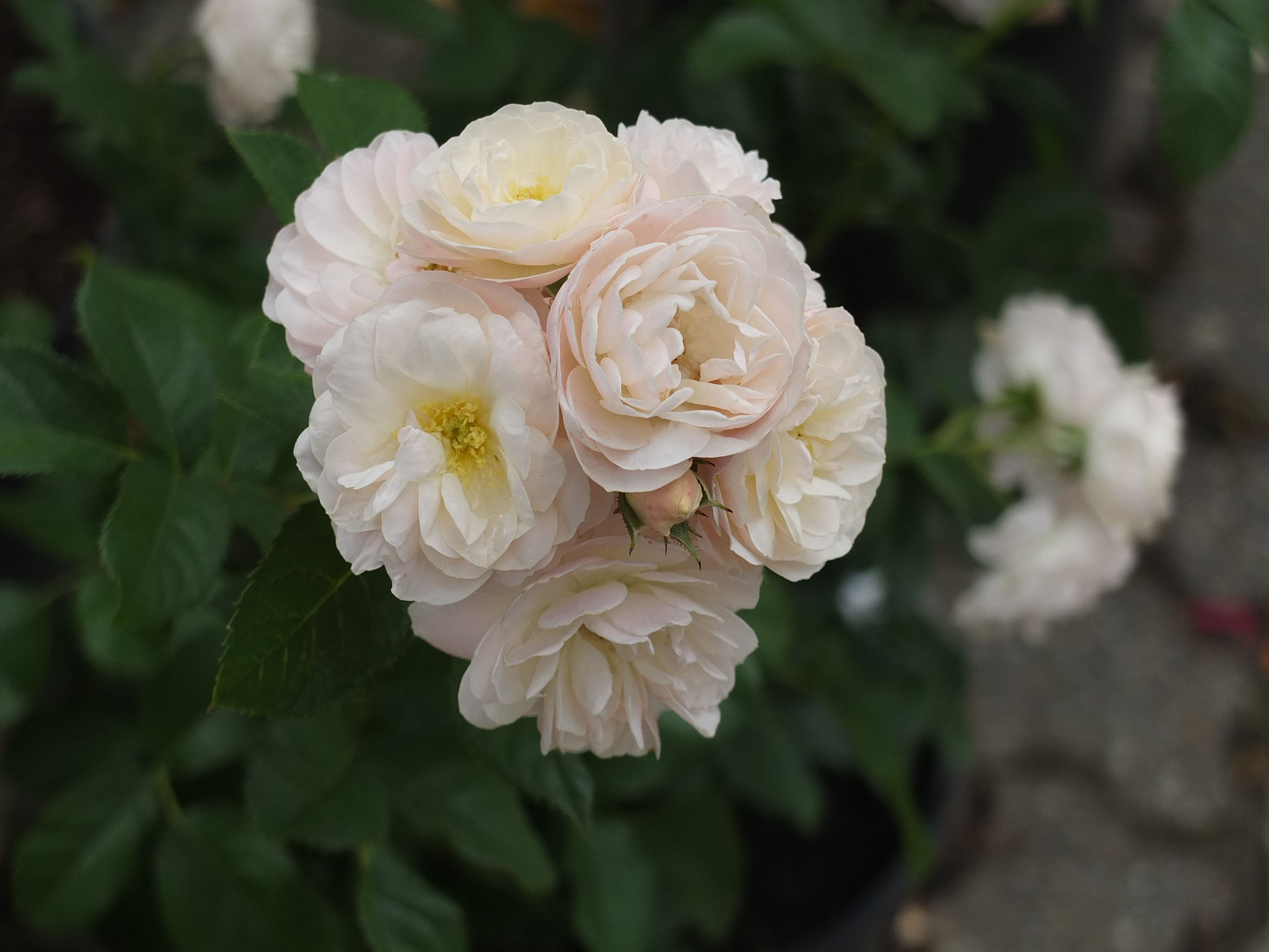 Bouquet Parfait - Strauchrose - 150cm