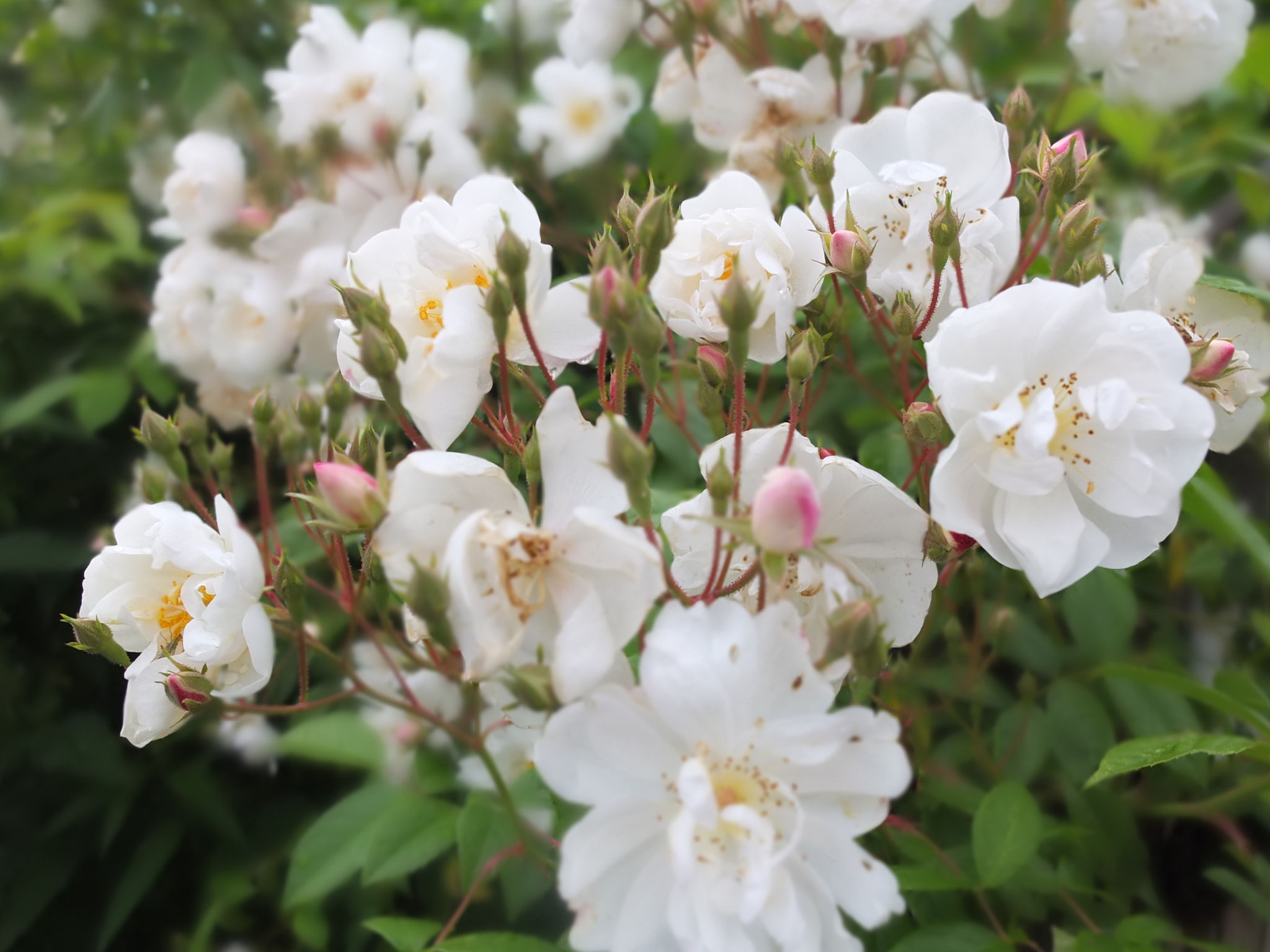 Bobby James - Rambler - 10m