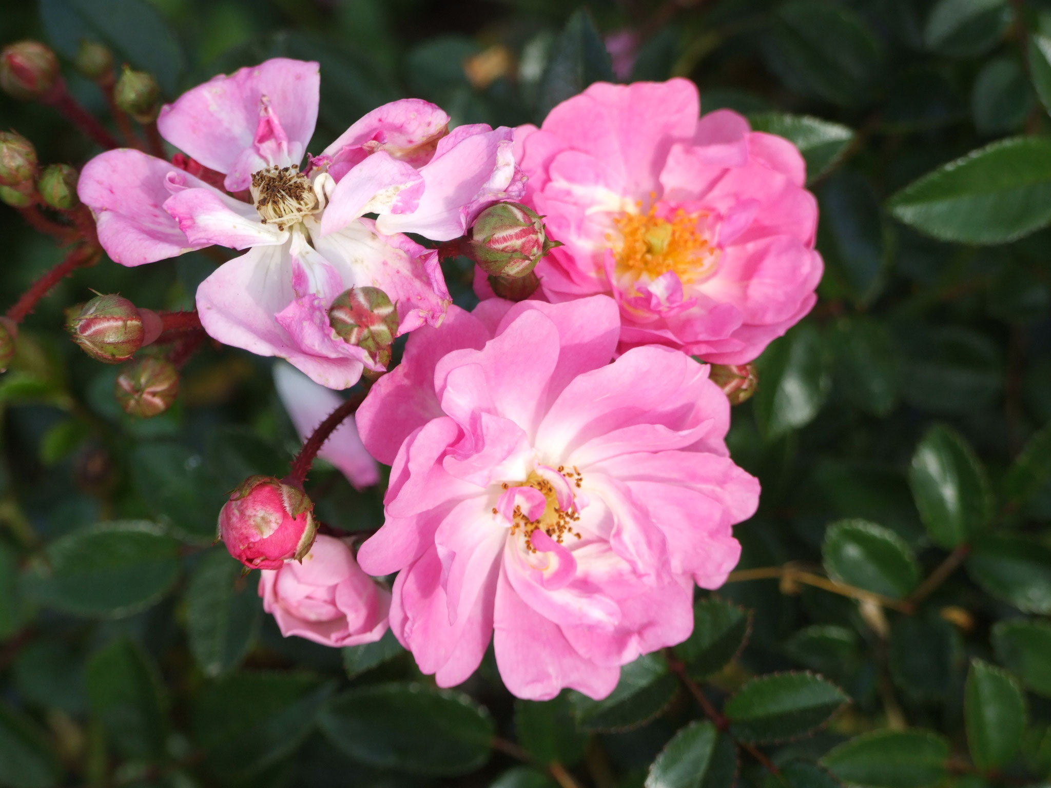 Nussbaumer Durftwunder - 50cm