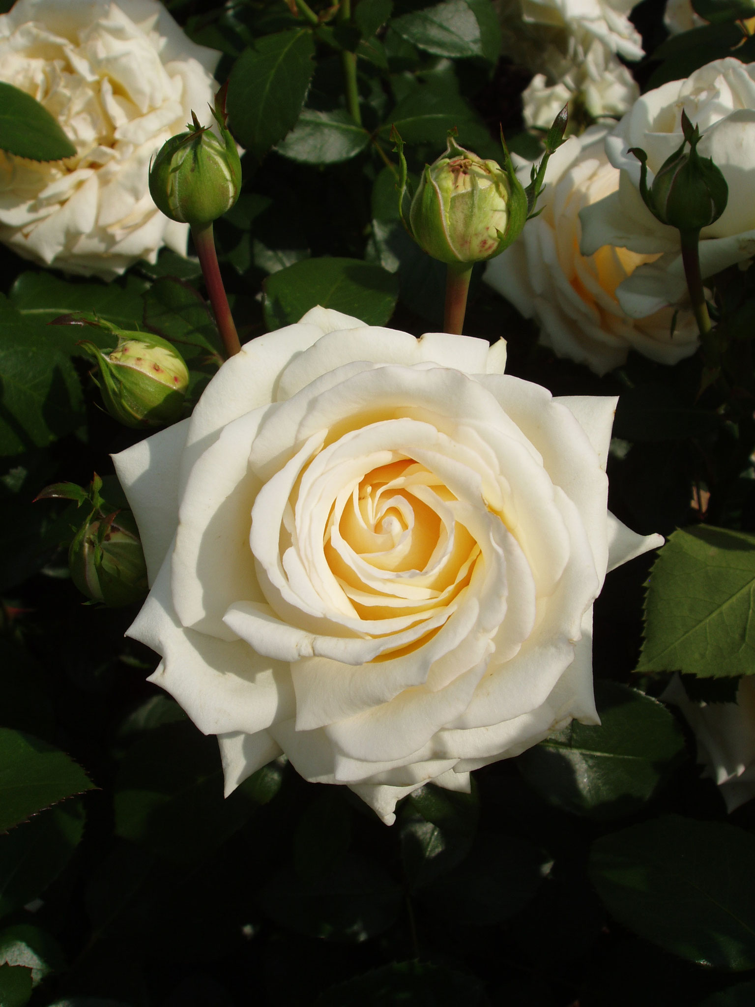 Ambiente - Edelrose - 90cm