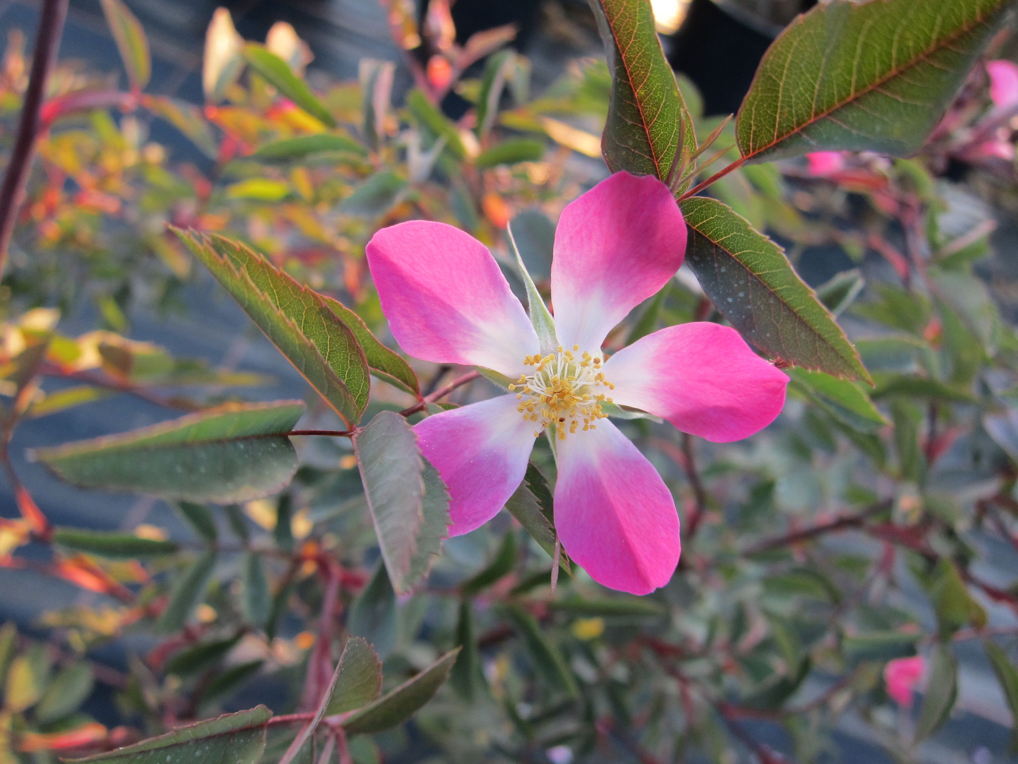 Rosa glauca - 2m