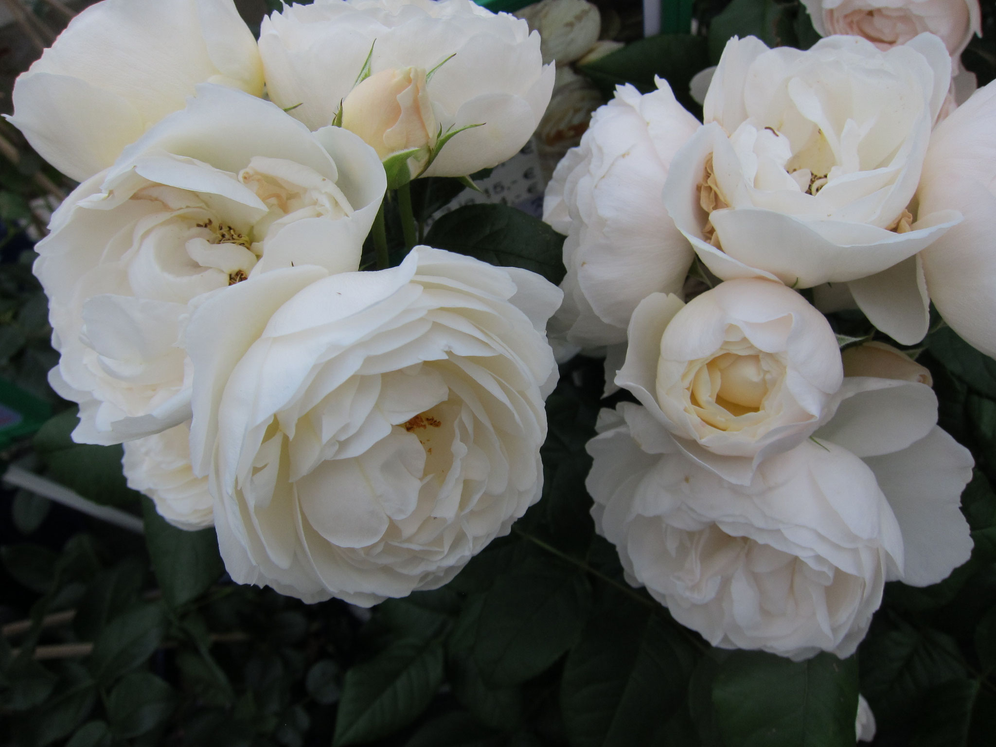 Uteserner Klosterrose - Kletterrose - 2.5m