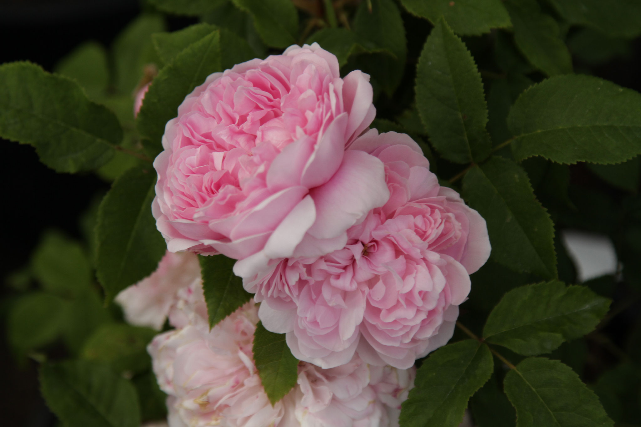 Jacques Cartier - 150cm