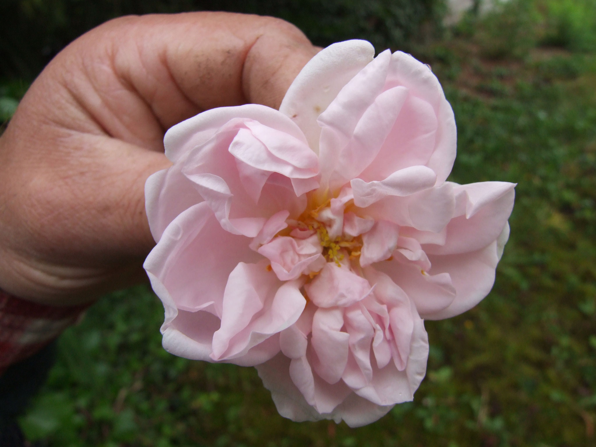 Grossis Rose - 150cm