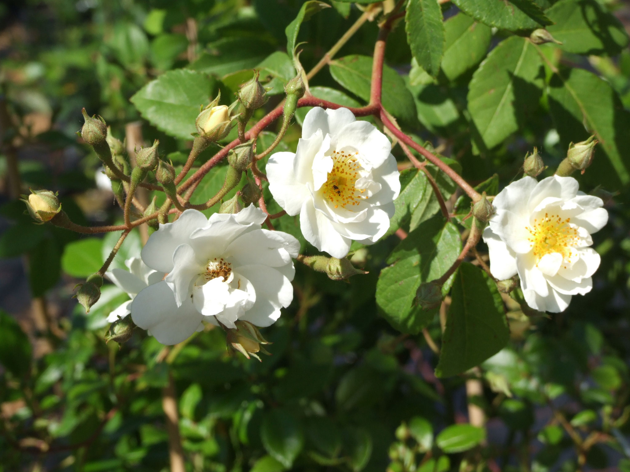 Seagull - Rambler - 5m