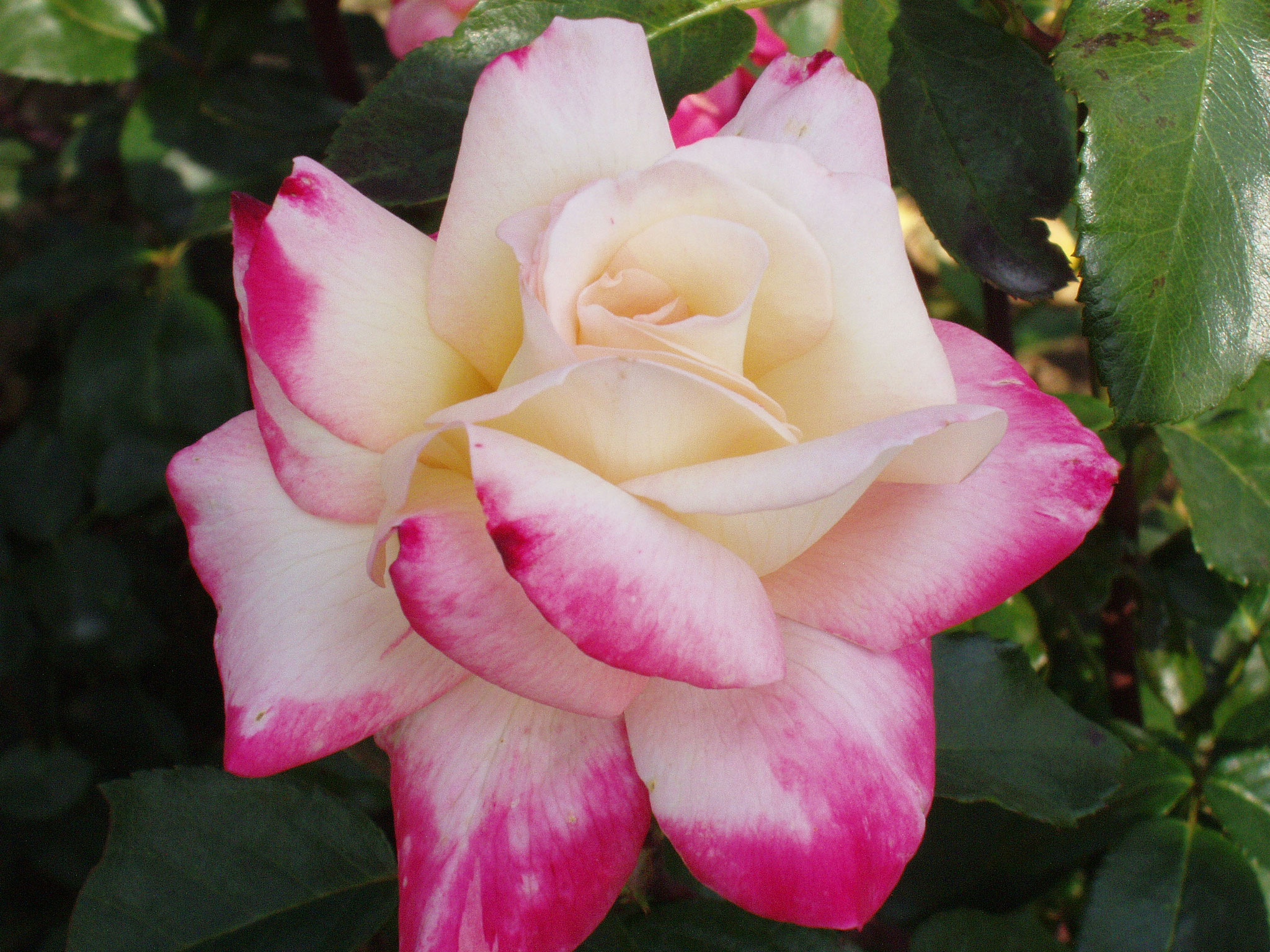 Circus Knie - Edelrose - 100cm