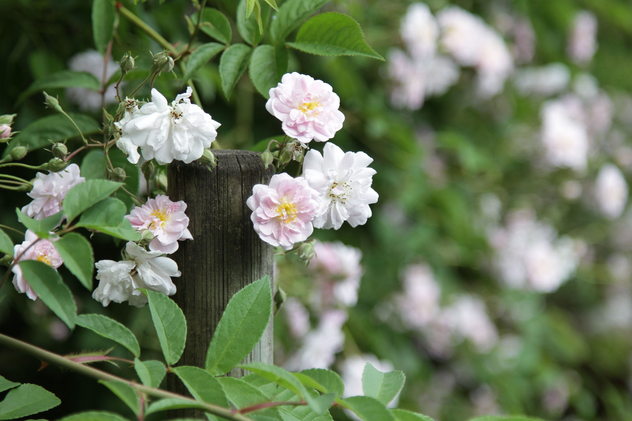 Himalayan Musk - Rambler - 8m