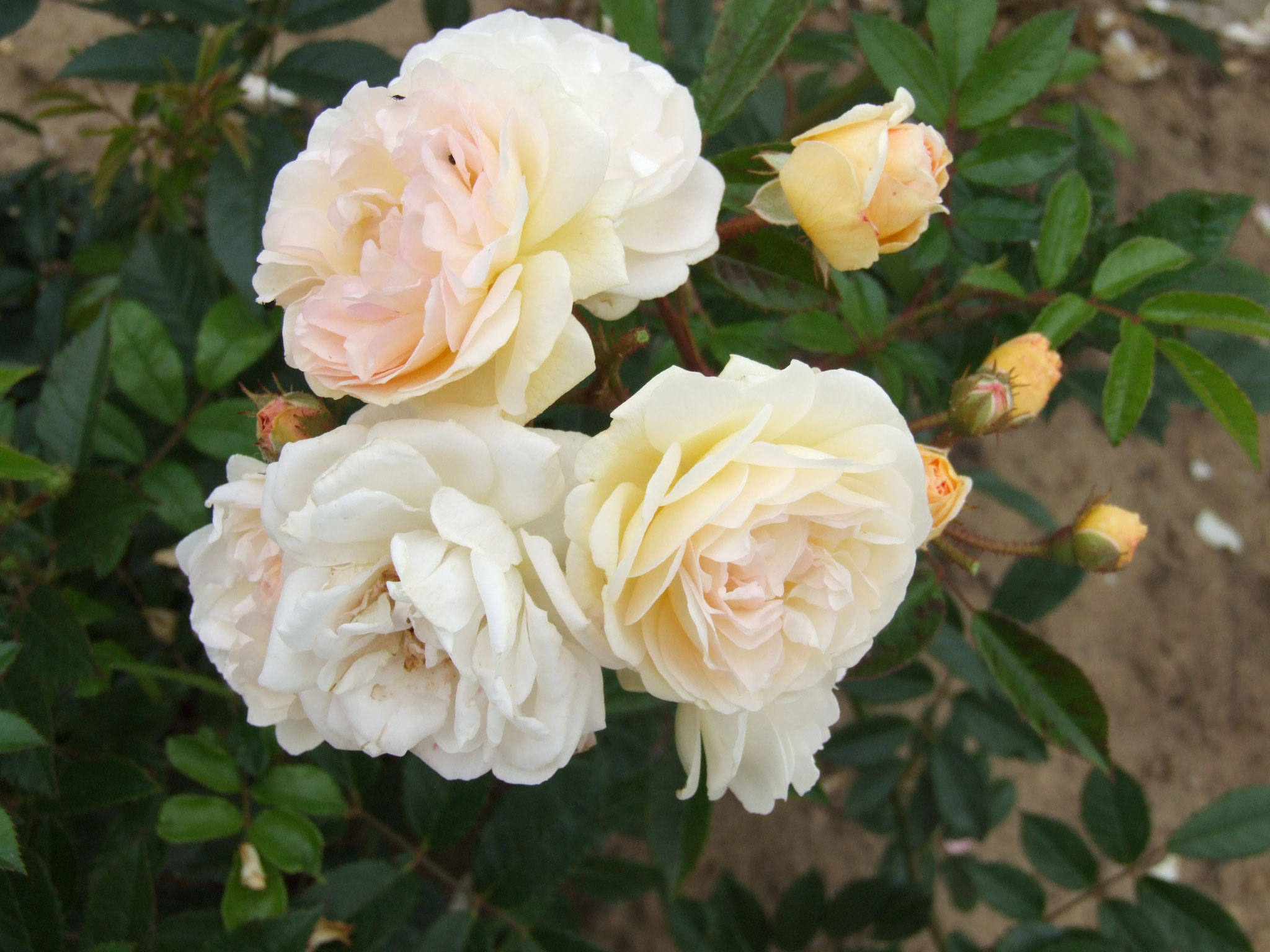 Ghislaine de Feligonde - Strauch /Kletterrose 150cm bis 3m