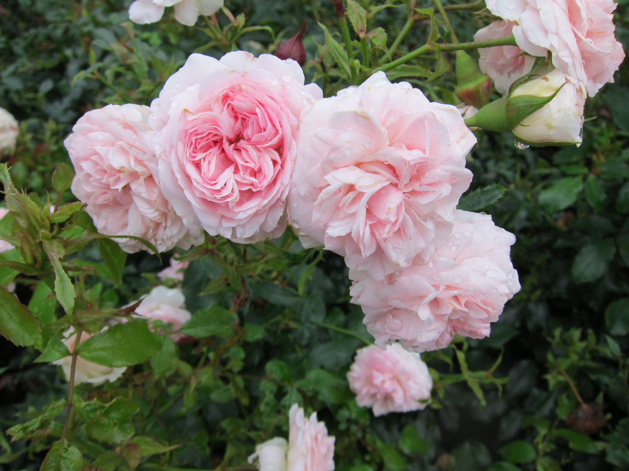 Larissa - Beetrose - 1m