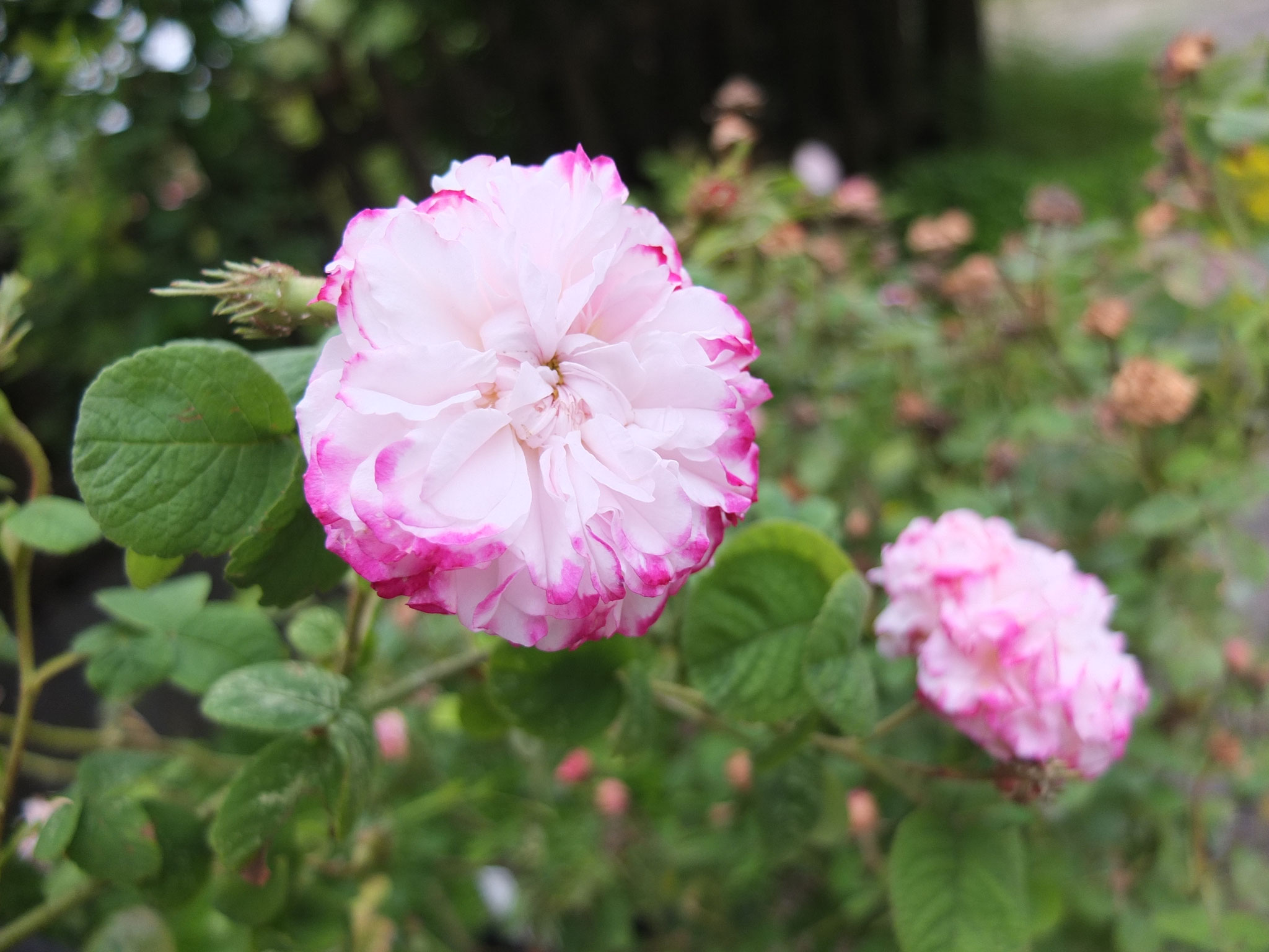 Leda - Historische Srauchrose - 130cm