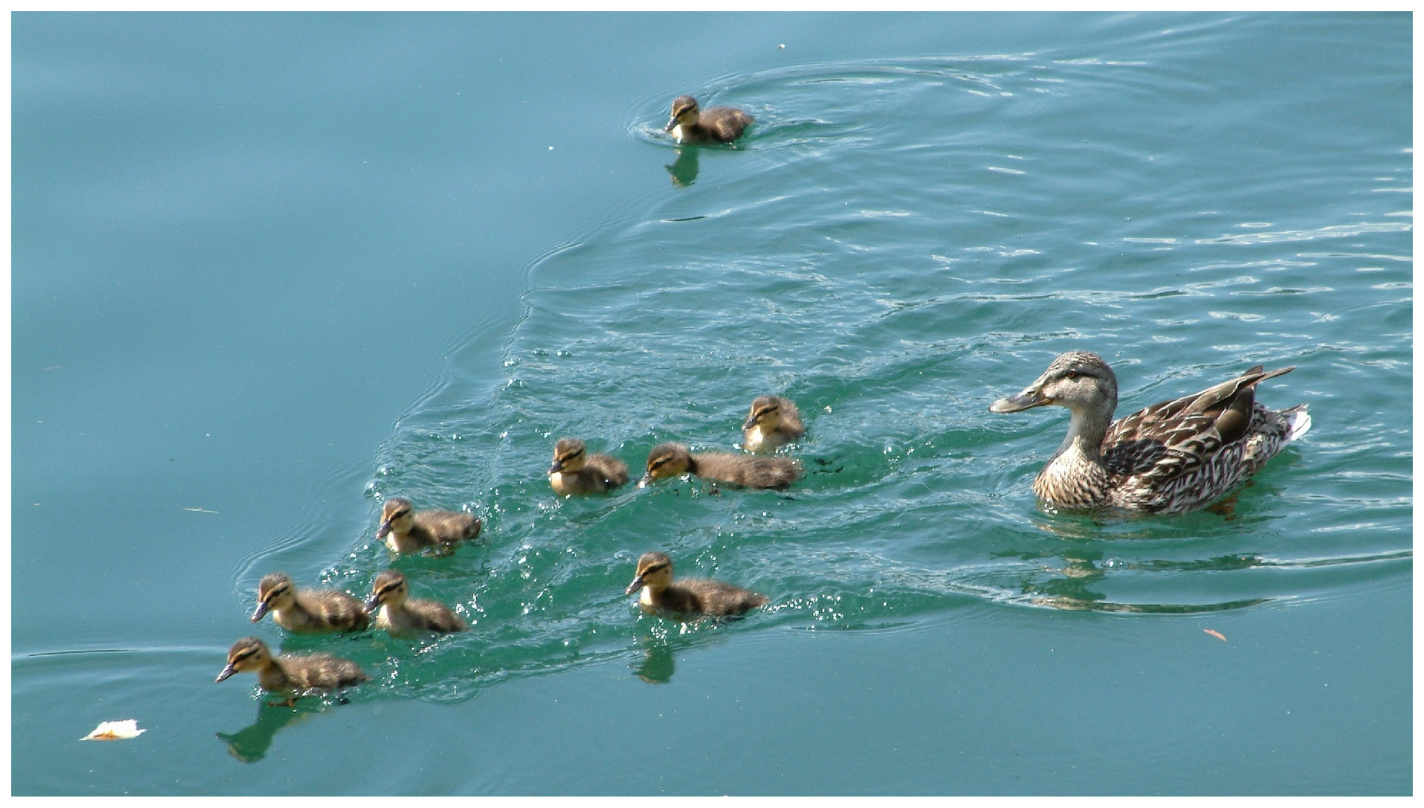 Entenfamilie • Millstaettersee • Kaernten